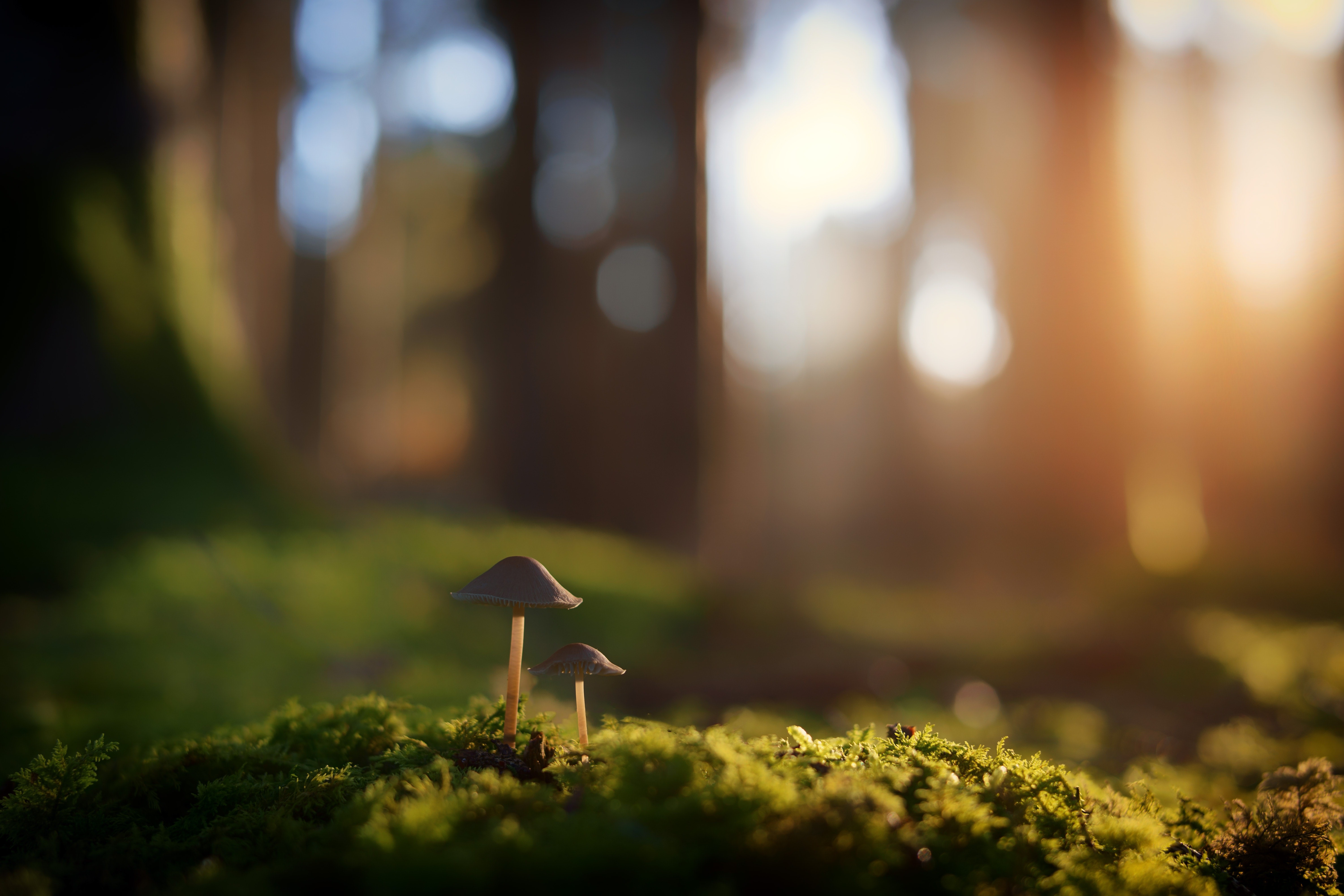 Two mushrooms on moss in a forest HD Wallpaper
