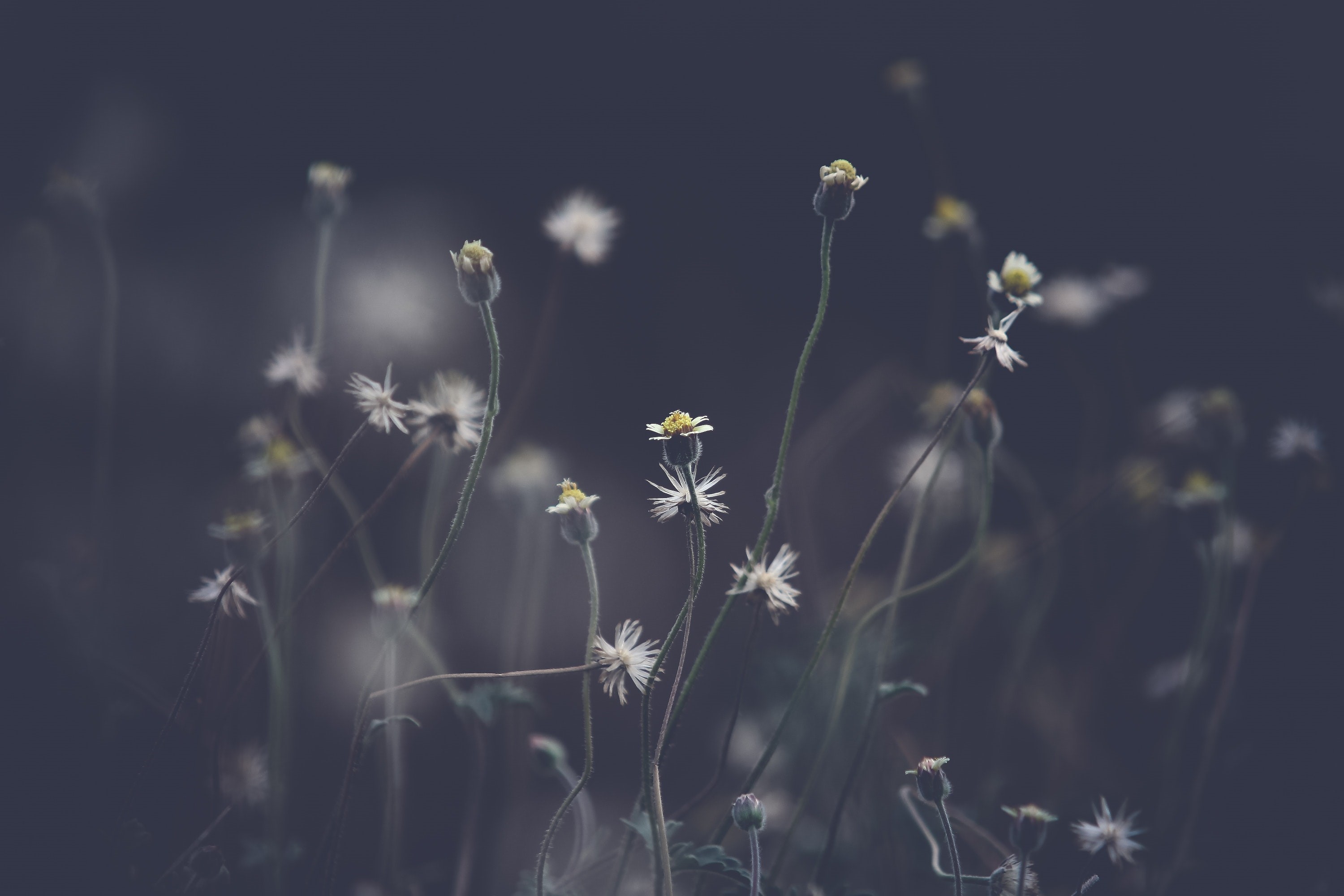 Close-up photography of small white flowers in dark background HD Wallpaper