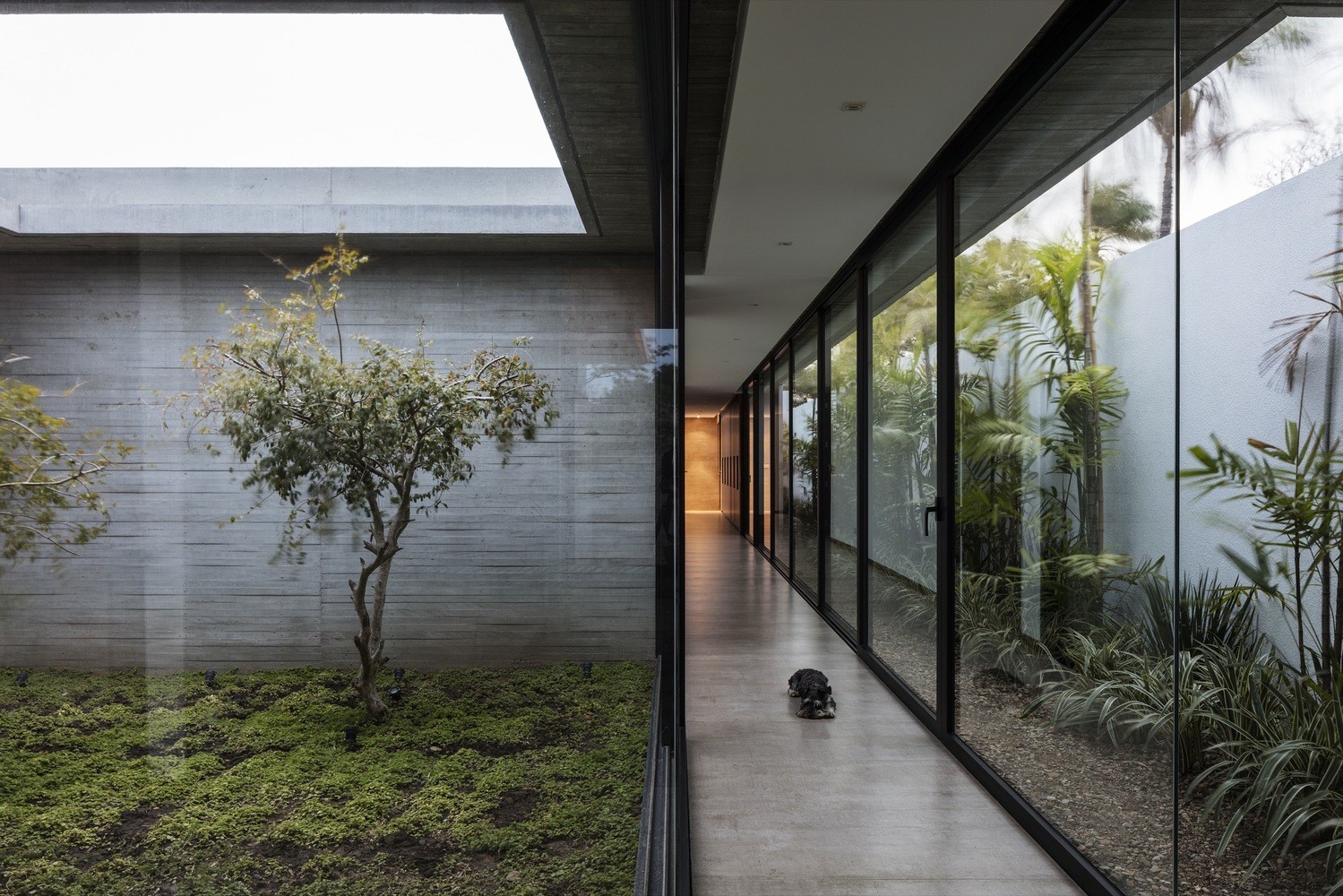 Modern architecture with a dog in a hallway HD Wallpaper