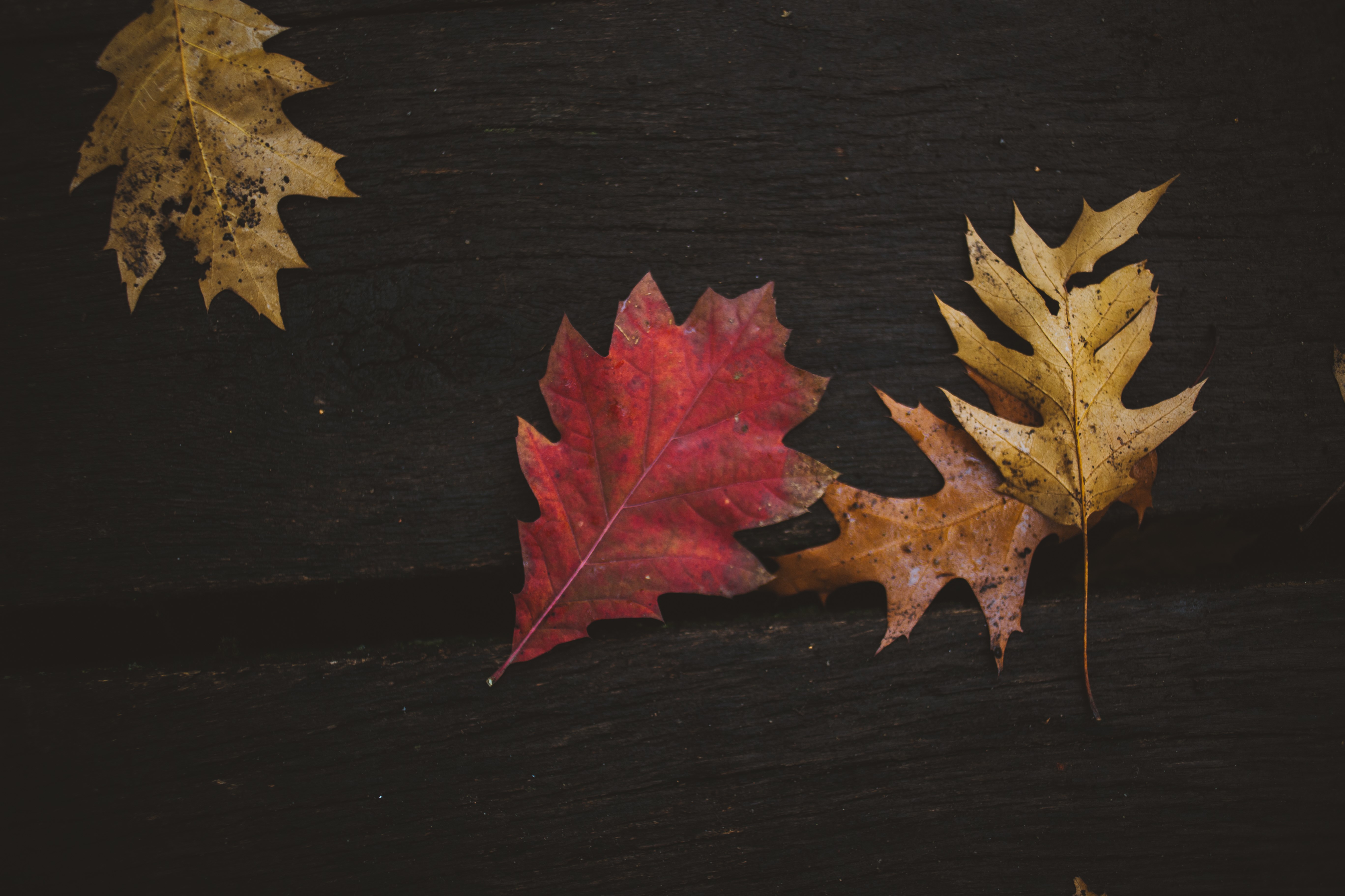 Colorful fall leaves on dark wood HD Wallpaper