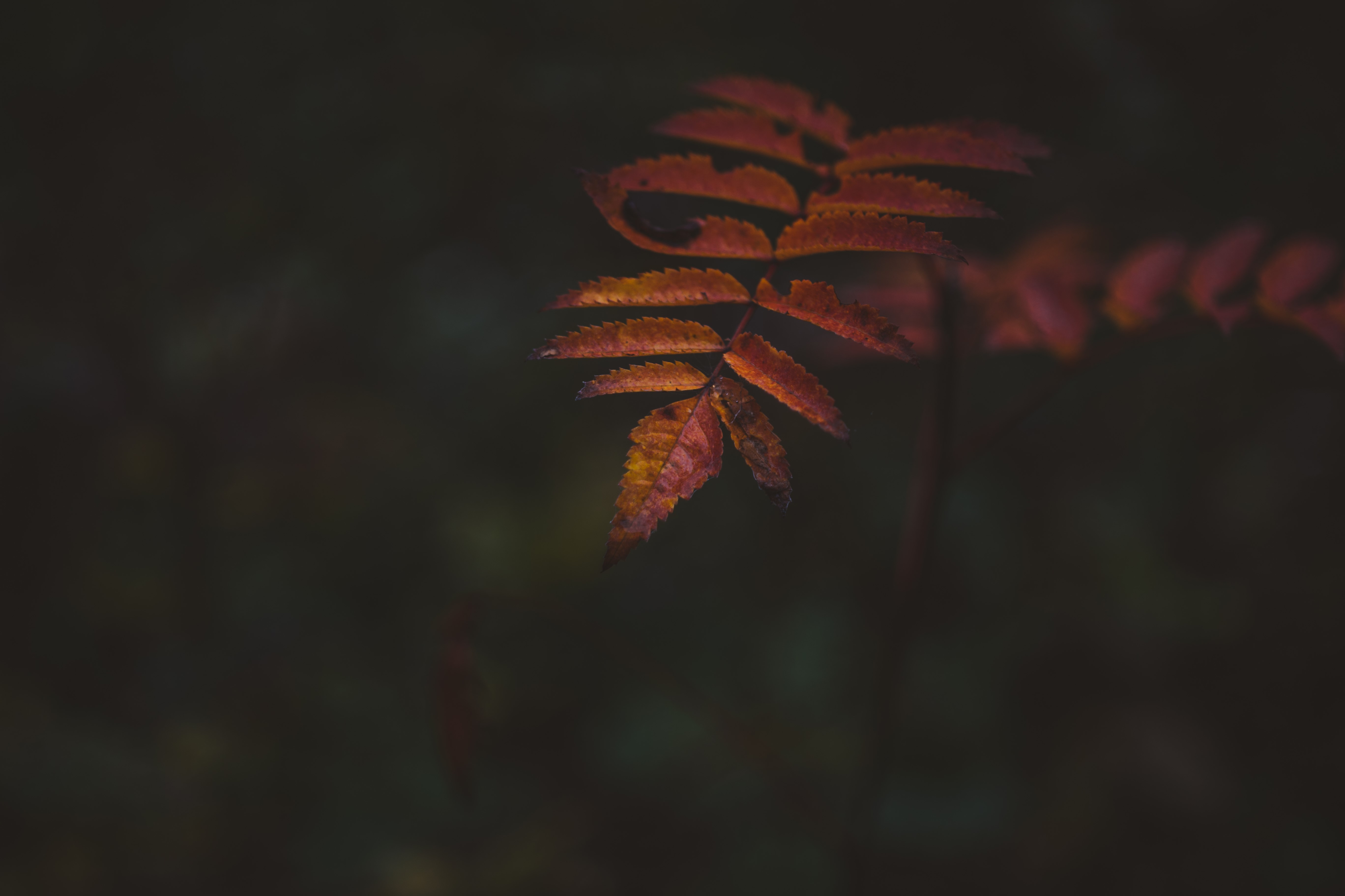Macro shot of autumn leaves with bokeh HD Wallpaper