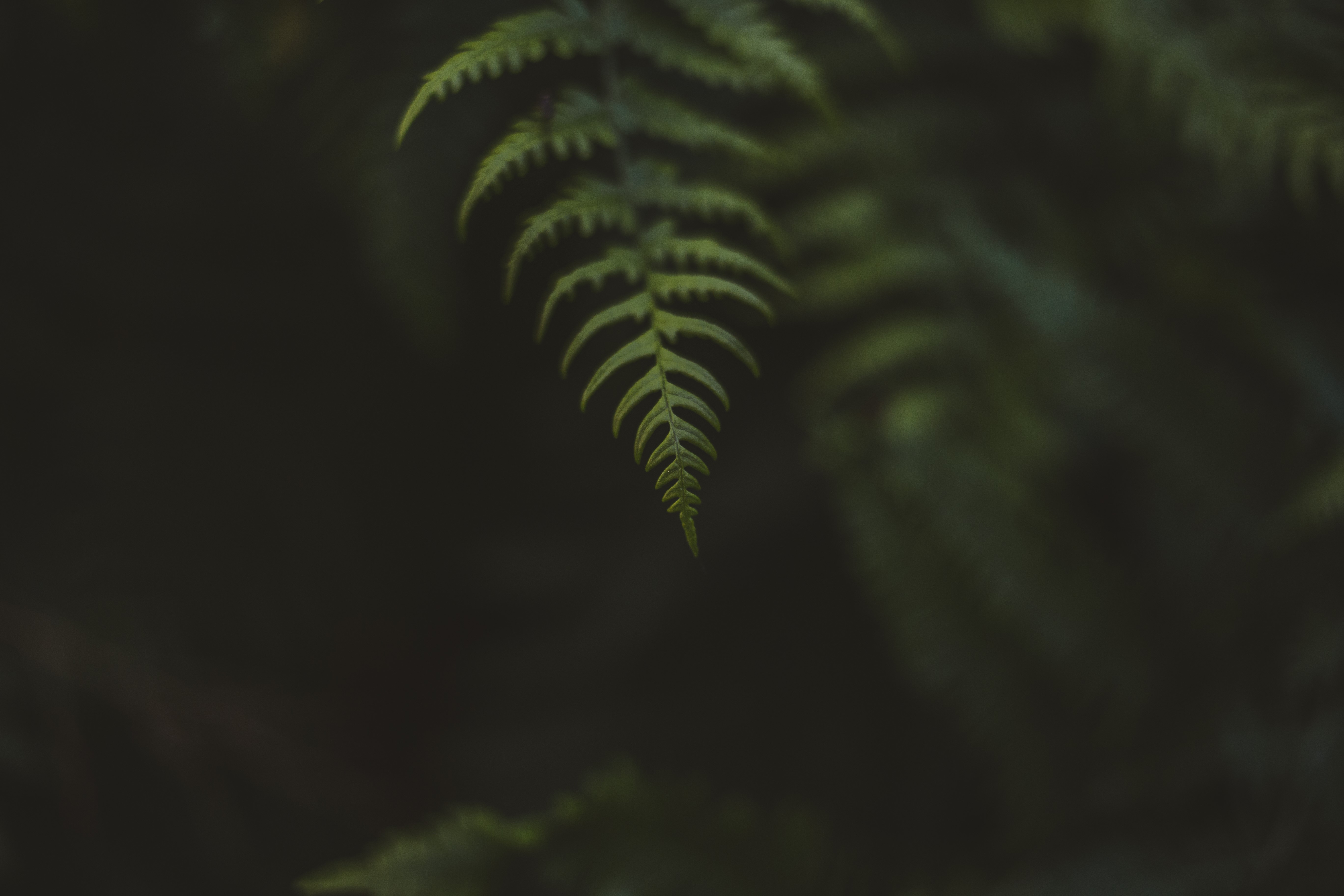 Macro shot of a green fern leaf with bokeh HD Wallpaper