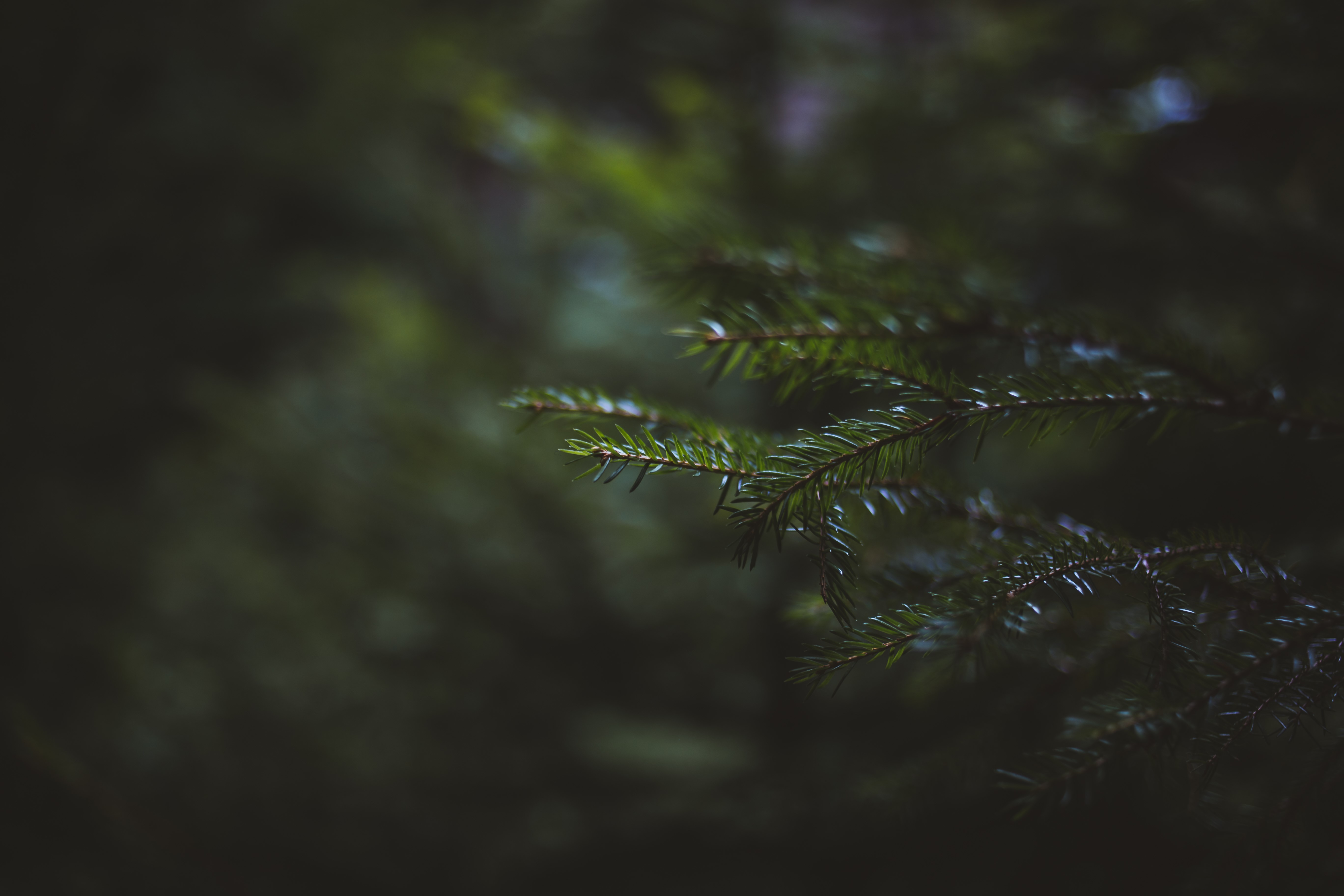 Macro shot of a pine branch with bokeh HD Wallpaper