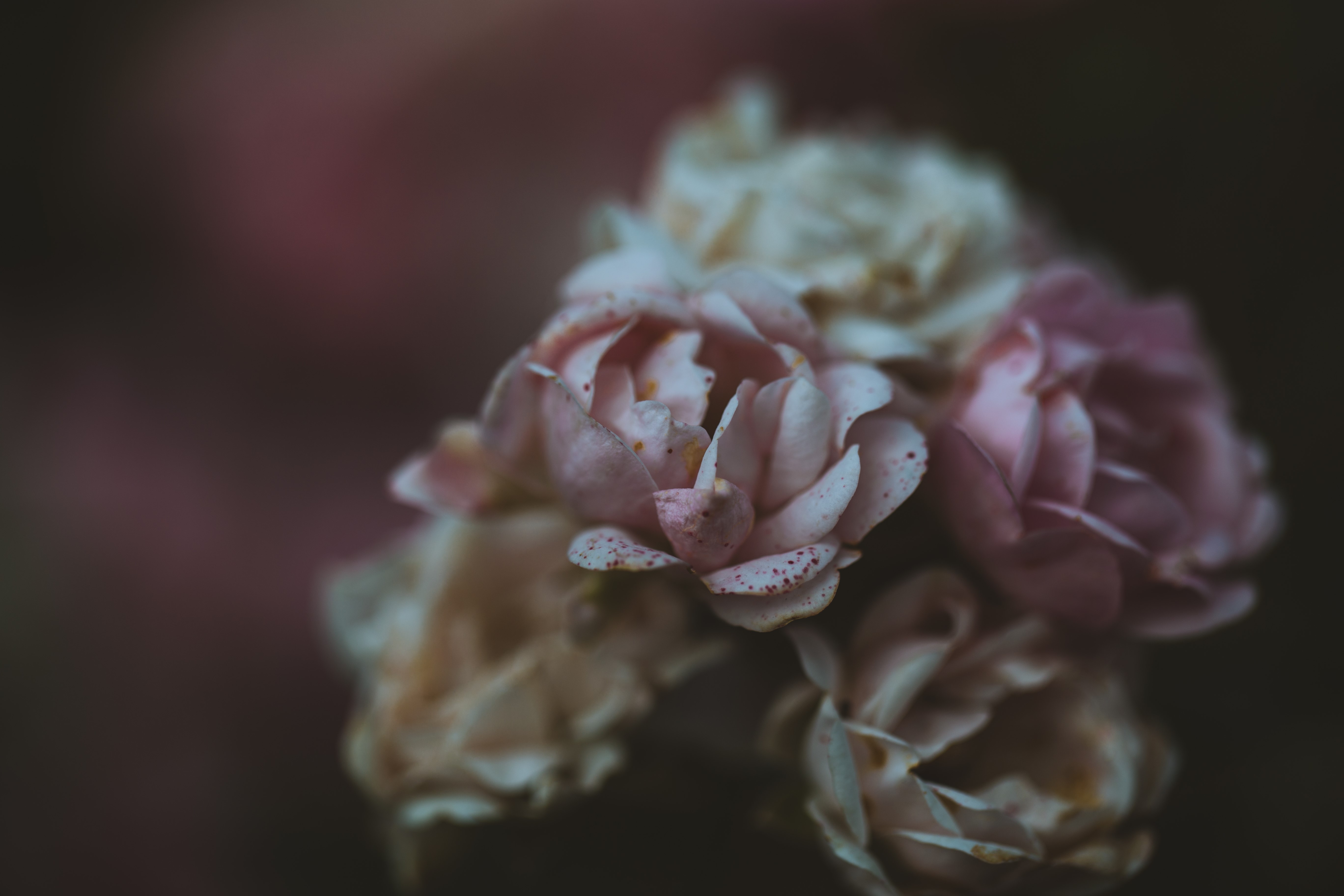Close-up of pink and white roses with bokeh HD Wallpaper