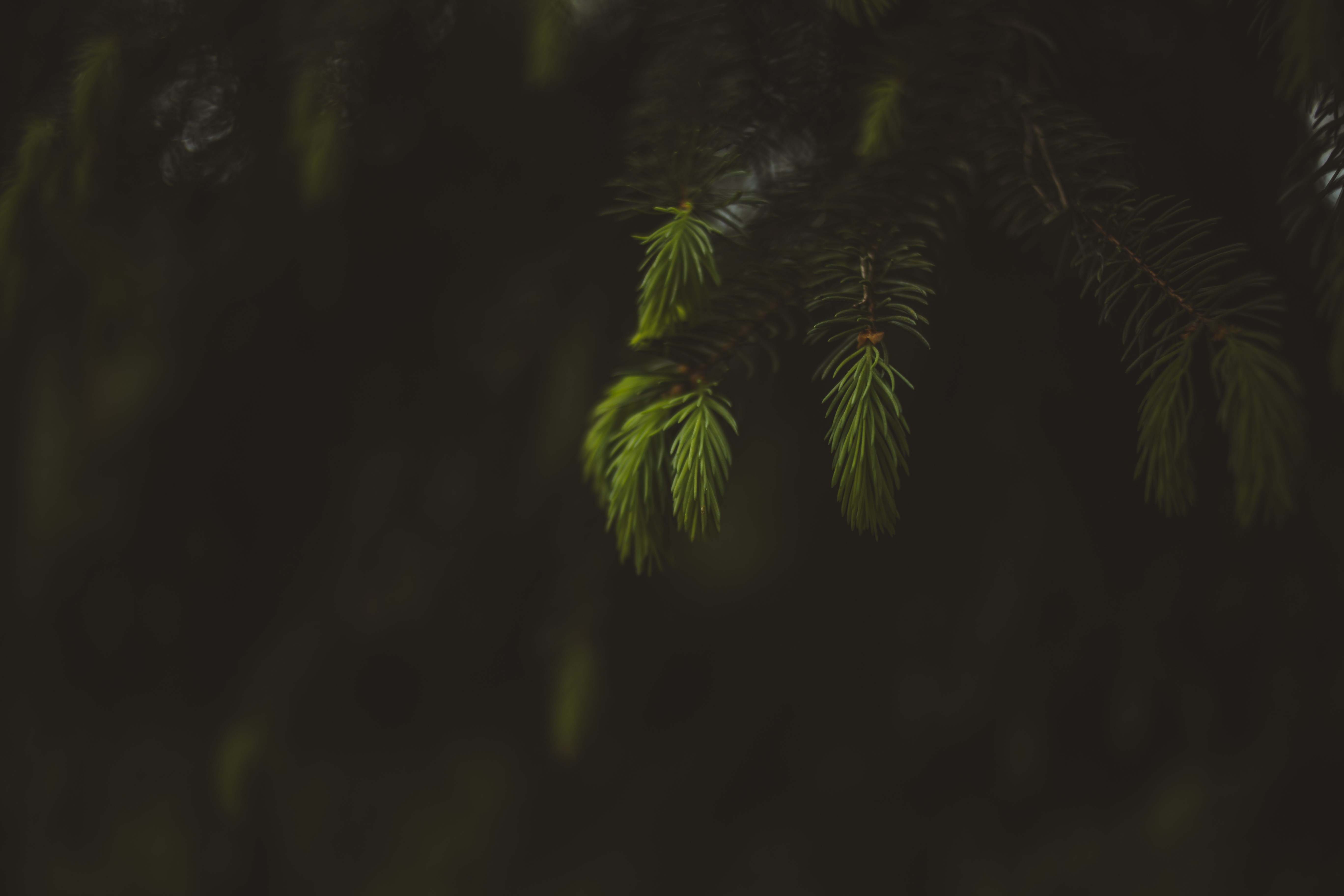 4K Macro Green Pine Needles Bokeh HD Wallpaper