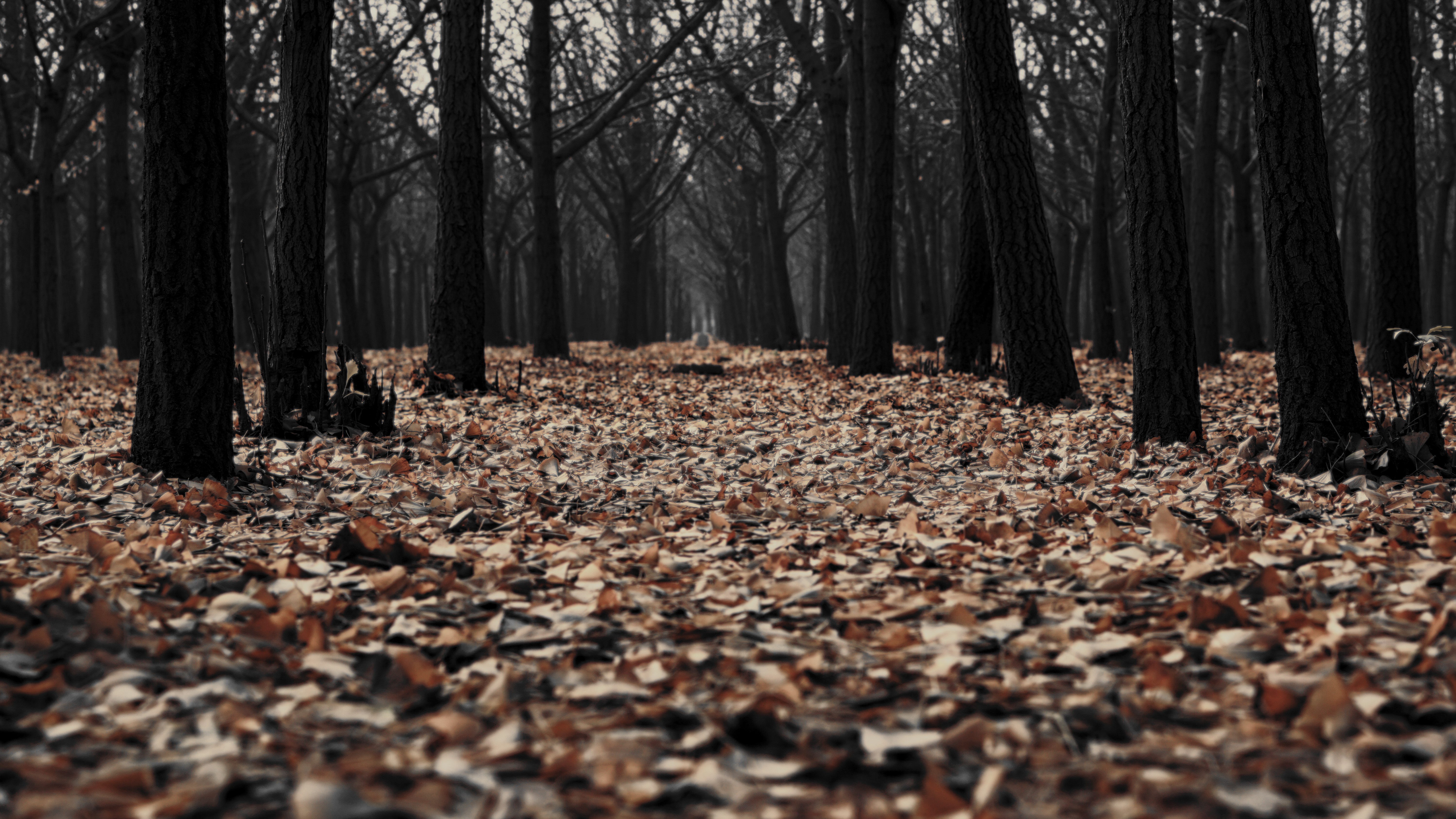 Forest with fallen leaves HD Wallpaper