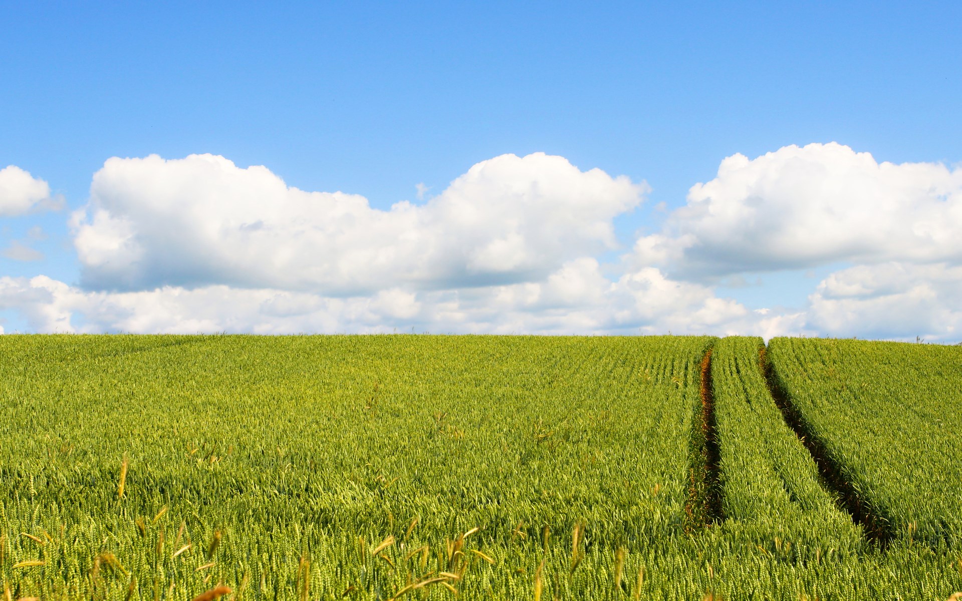 Green wheat field under a blue sky with clouds HD Wallpaper