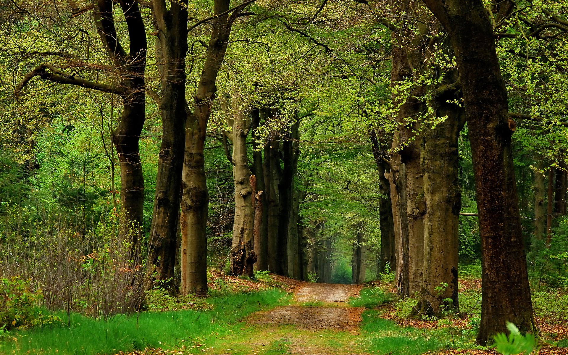 A dirt path winds through a forest with tall trees. HD Wallpaper