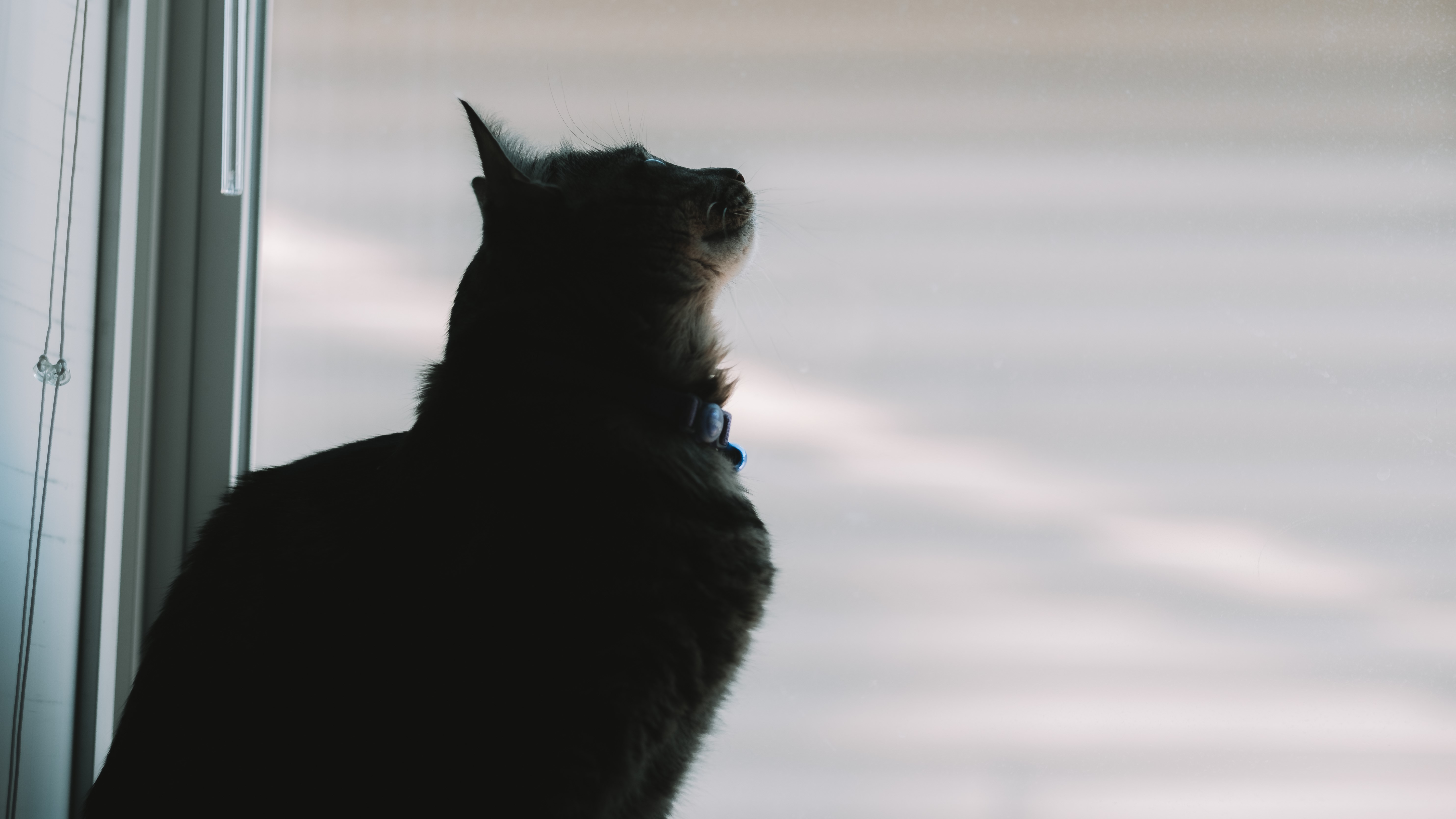 Silhouette of a cat looking out a window HD Wallpaper