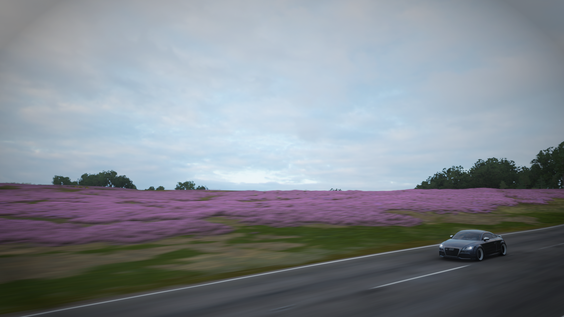 Audi TTRS driving through a field of purple flowers in Forza Horizon 4 HD Wallpaper