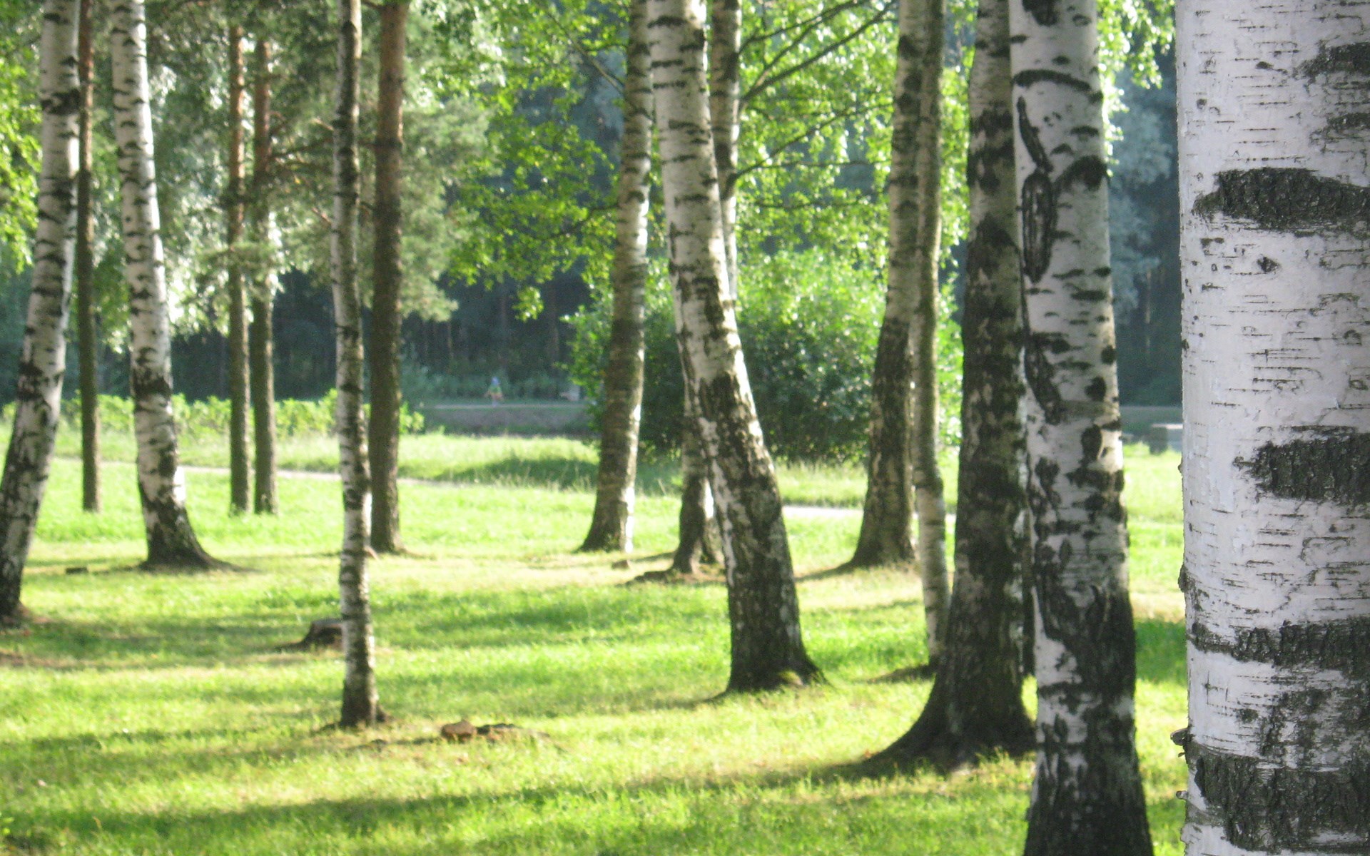 Birch trees in a sunlit forest clearing HD Wallpaper