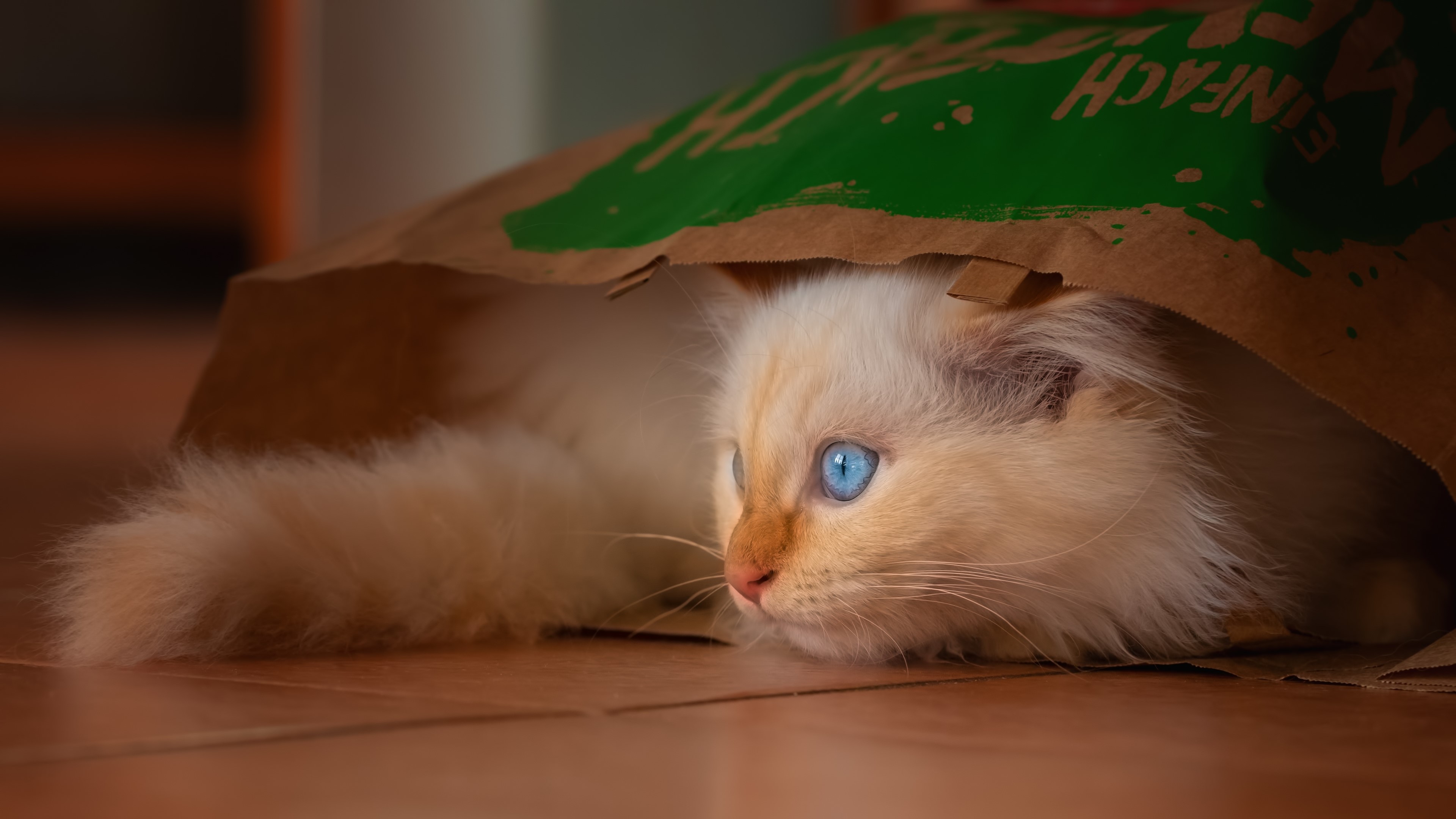 Fluffy cat with blue eyes hiding in a bag HD Wallpaper
