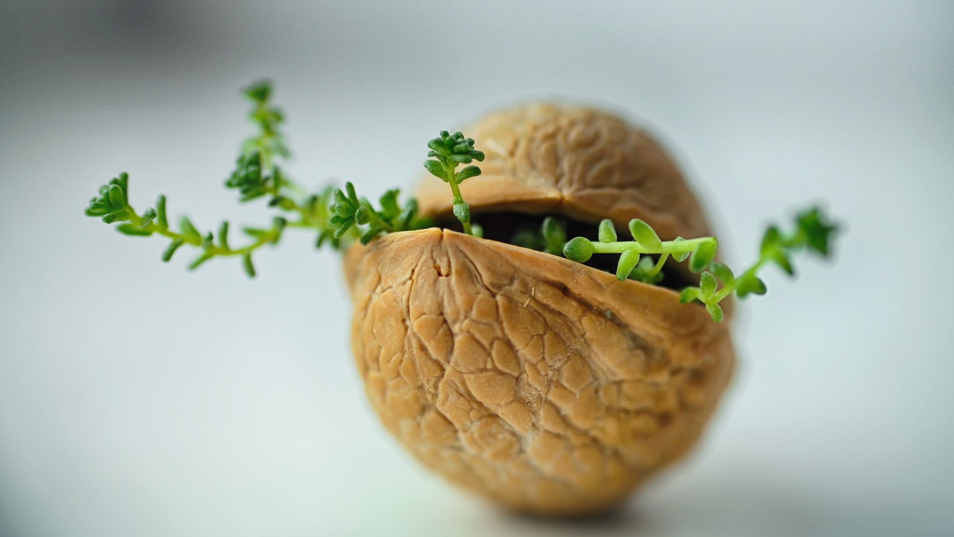 Tiny green plants growing out of a walnut shell HD Wallpaper