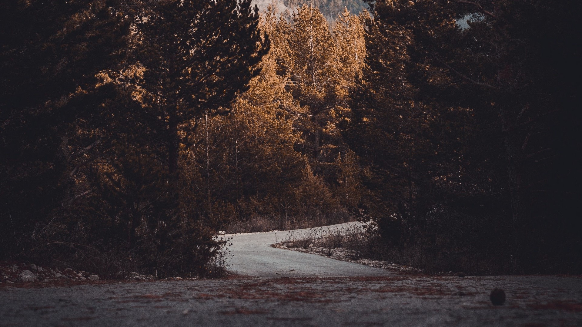 Winding road through autumn forest HD Wallpaper