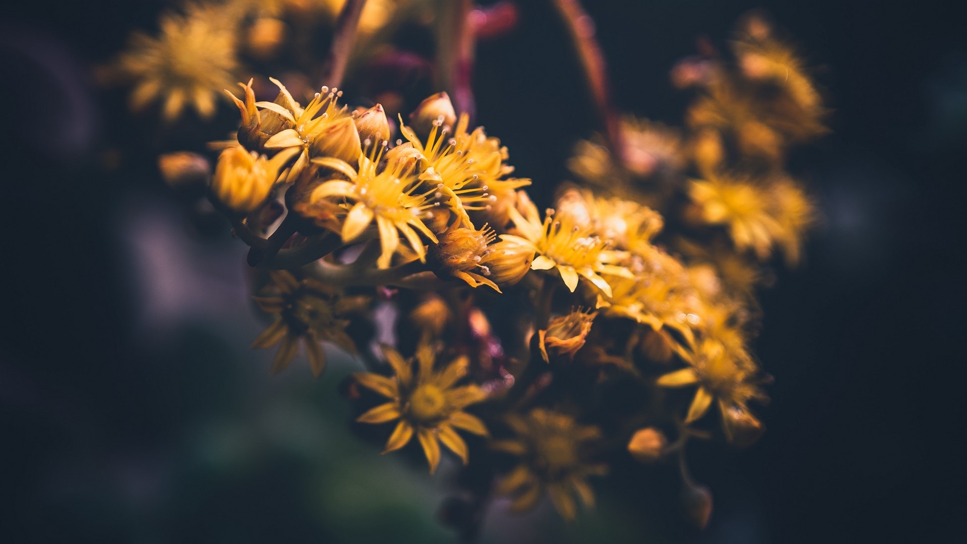 Macro photography of yellow flowers HD Wallpaper