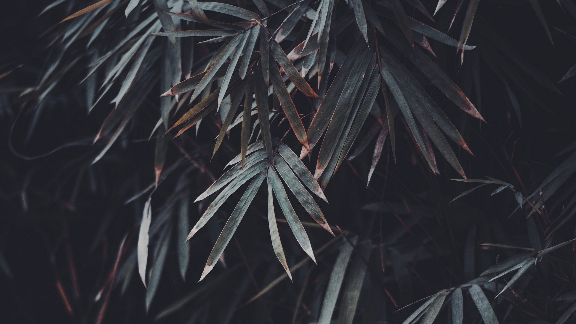 Dark Bamboo Leaves Close-up HD Wallpaper