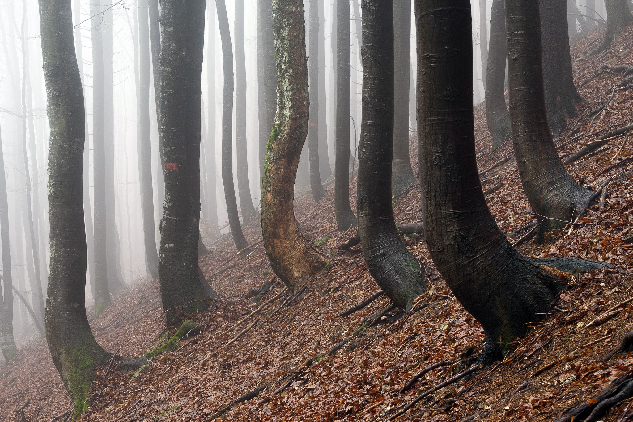 Misty forest with bent trees on a slope HD Wallpaper