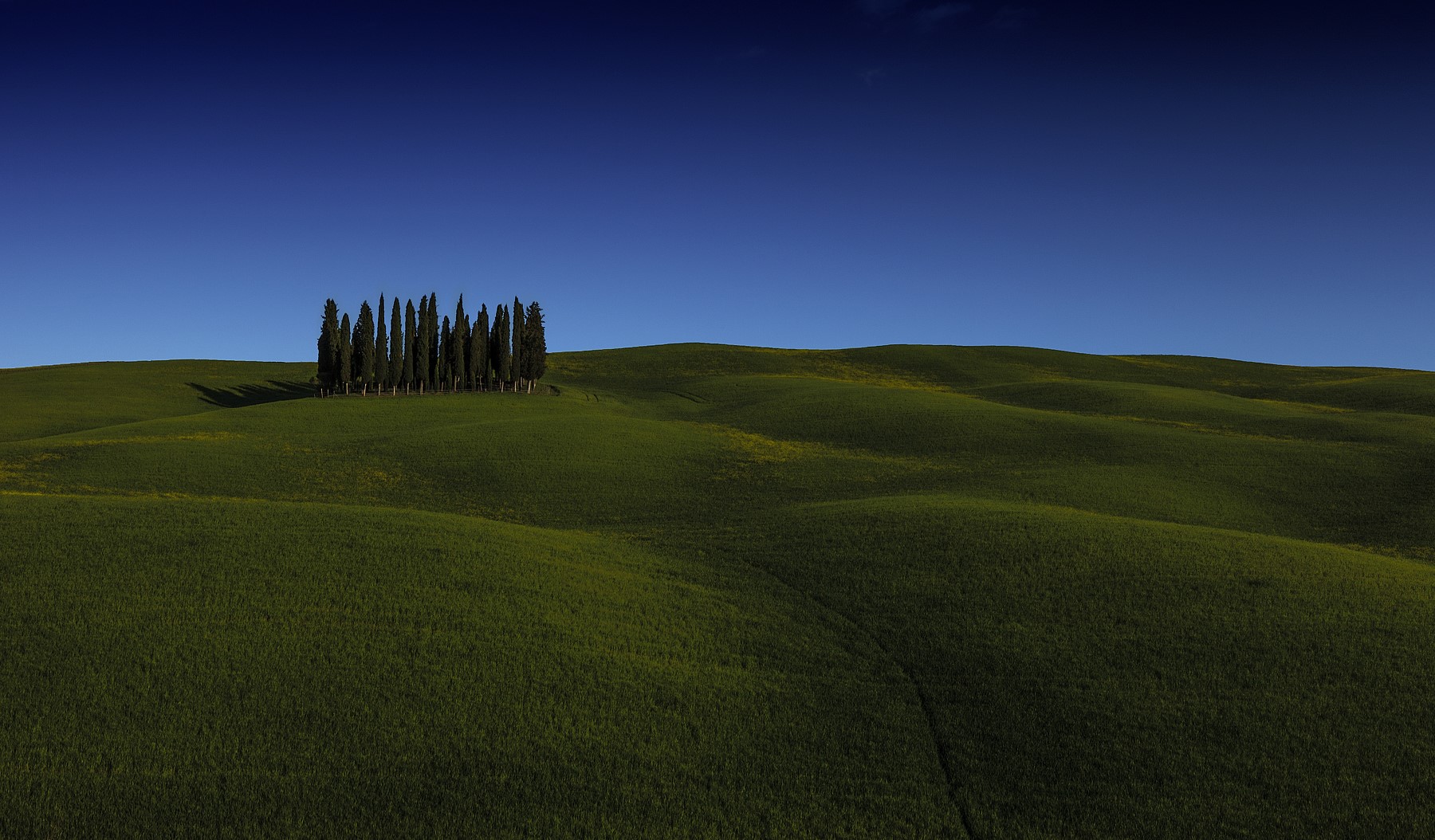 Green rolling hills with cypress trees under a clear blue sky HD Wallpaper
