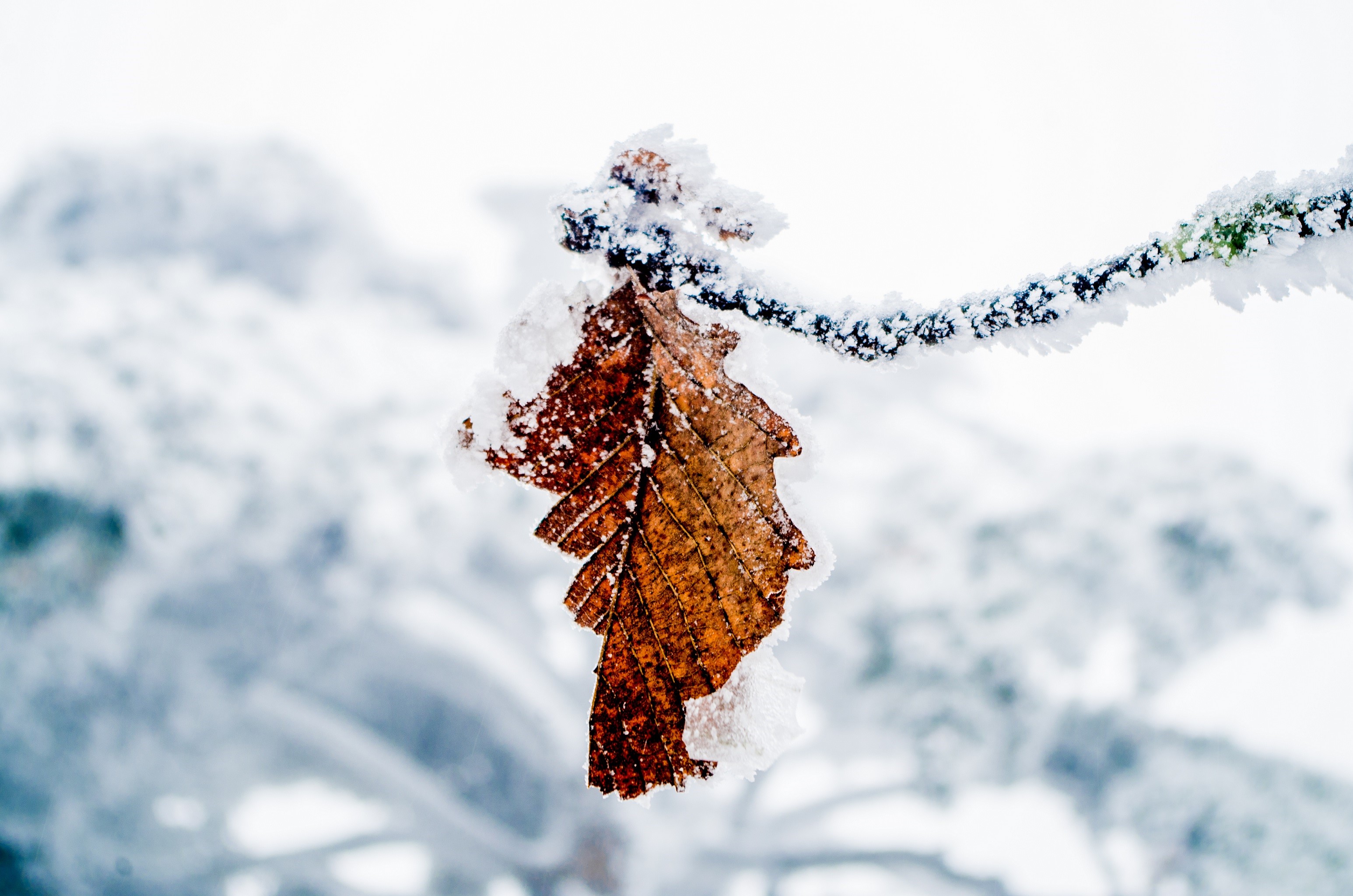 Brown leaf covered in frost on a branch in winter HD Wallpaper