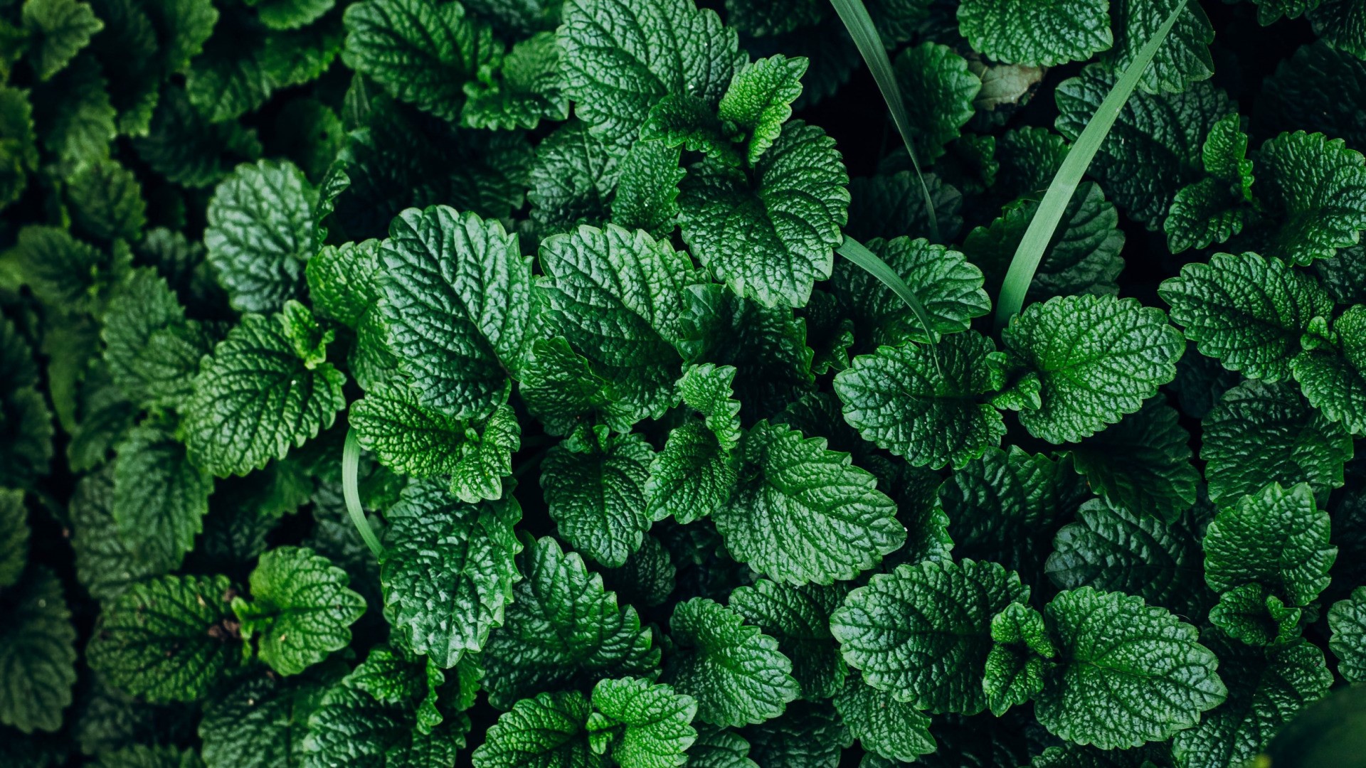 Close-up of green mint leaves HD Wallpaper