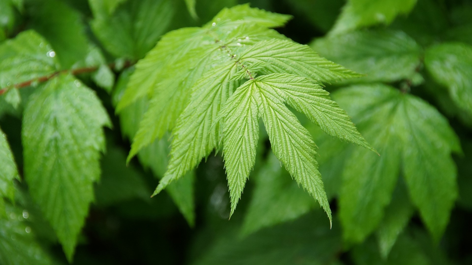 Close-up of vibrant green leaves with water droplets HD Wallpaper
