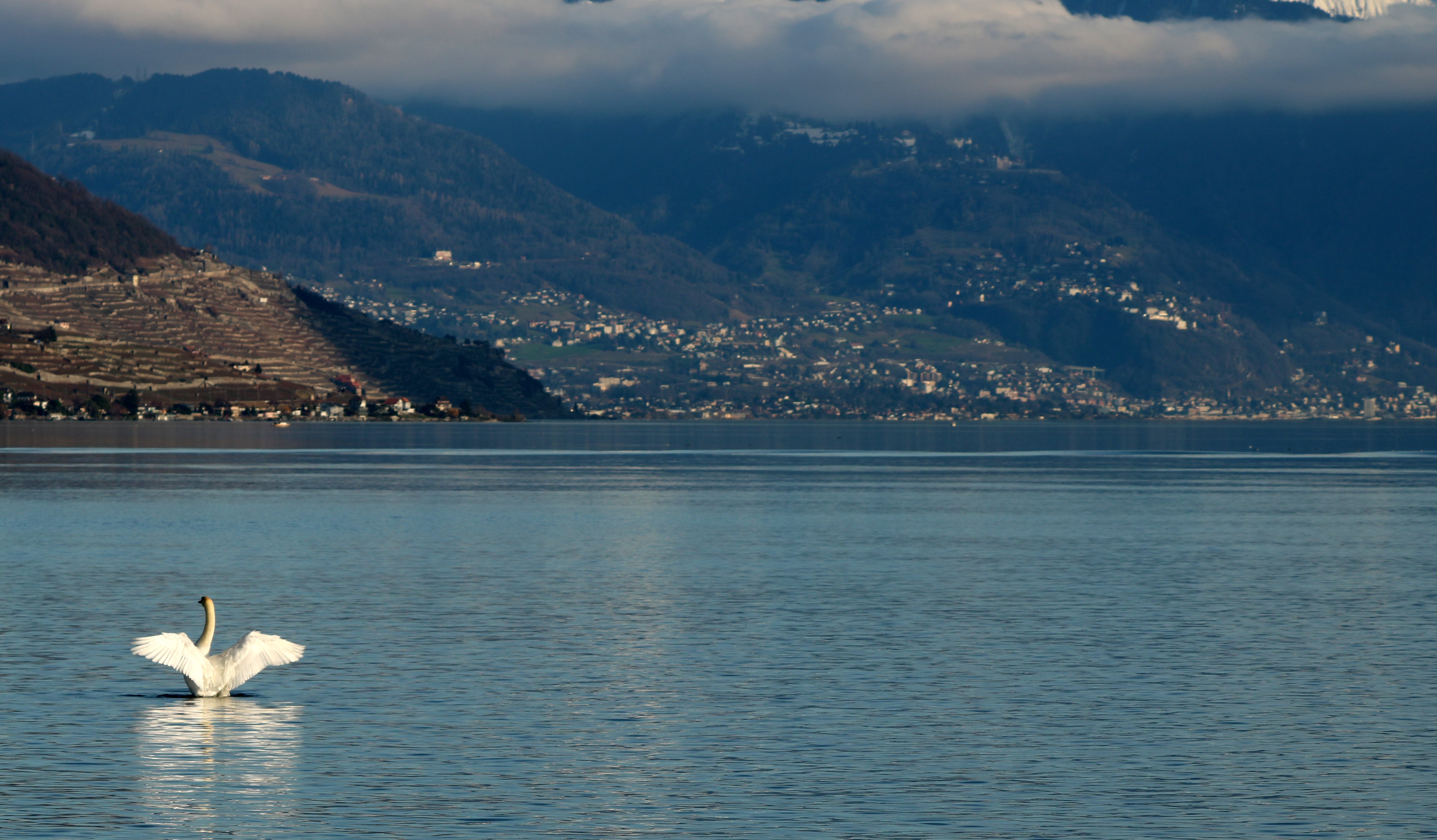 Swan in Lake Geneva, Switzerland HD Wallpaper