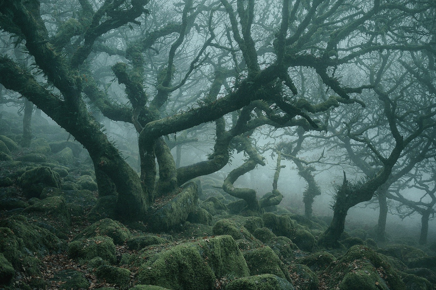 Mossy trees in a misty forest landscape HD Wallpaper