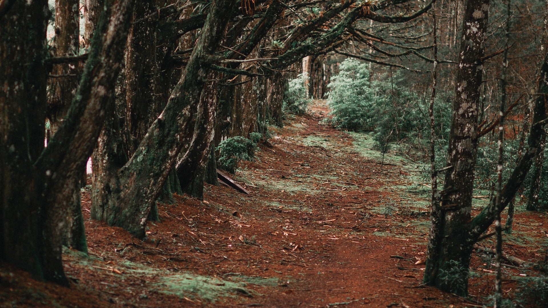 A dirt path winds through a dense forest with mossy trees. HD Wallpaper
