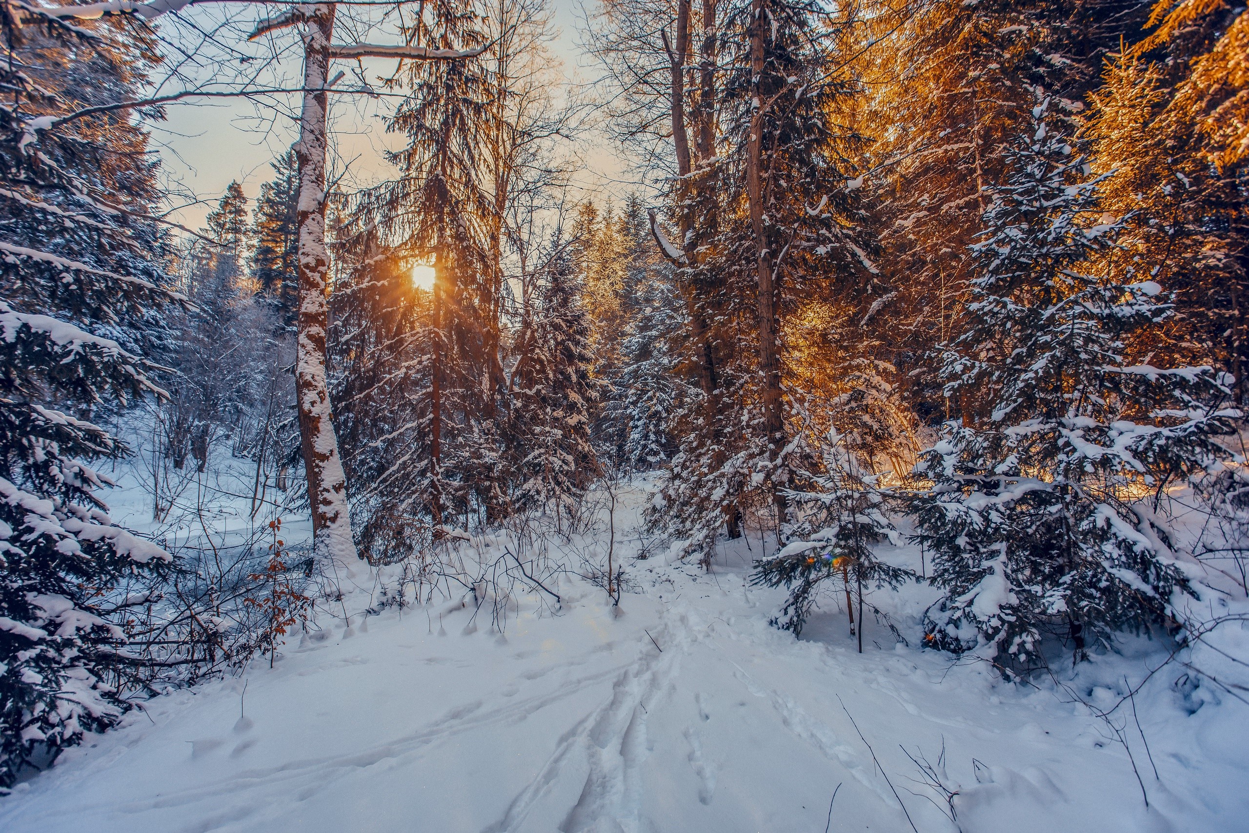 Sunlight filtering through snow-covered trees in a winter forest HD Wallpaper