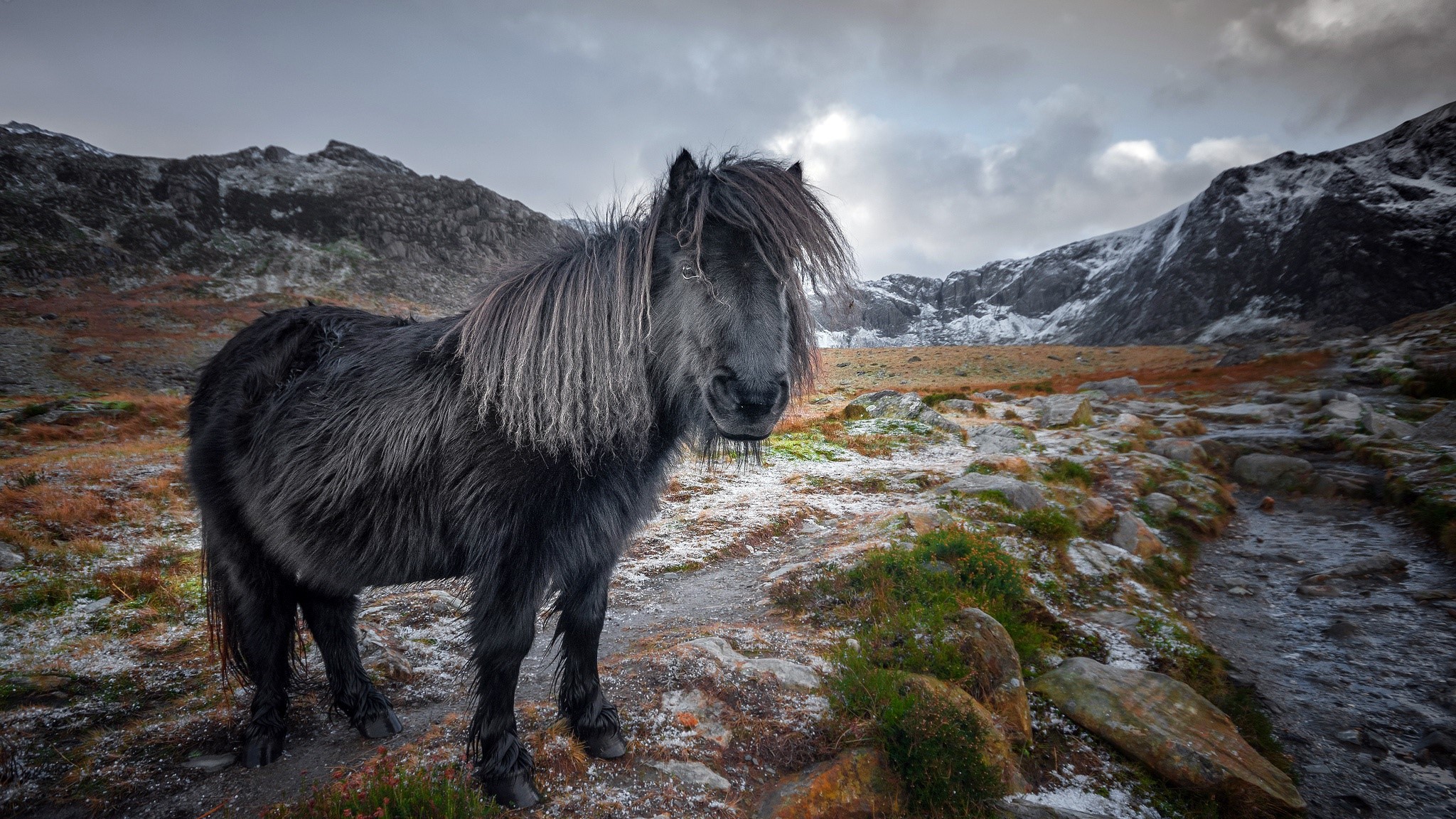 A shaggy black horse stands in a rocky, mountainous landscape. HD Wallpaper