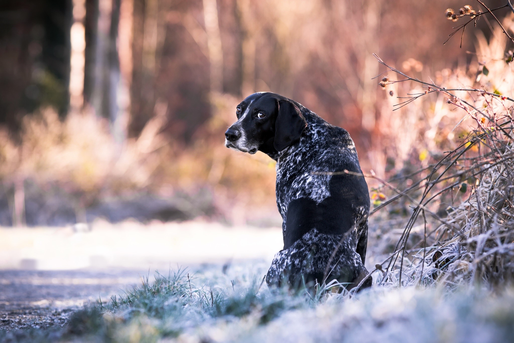 Black and white dog sitting in a frosty forest HD Wallpaper