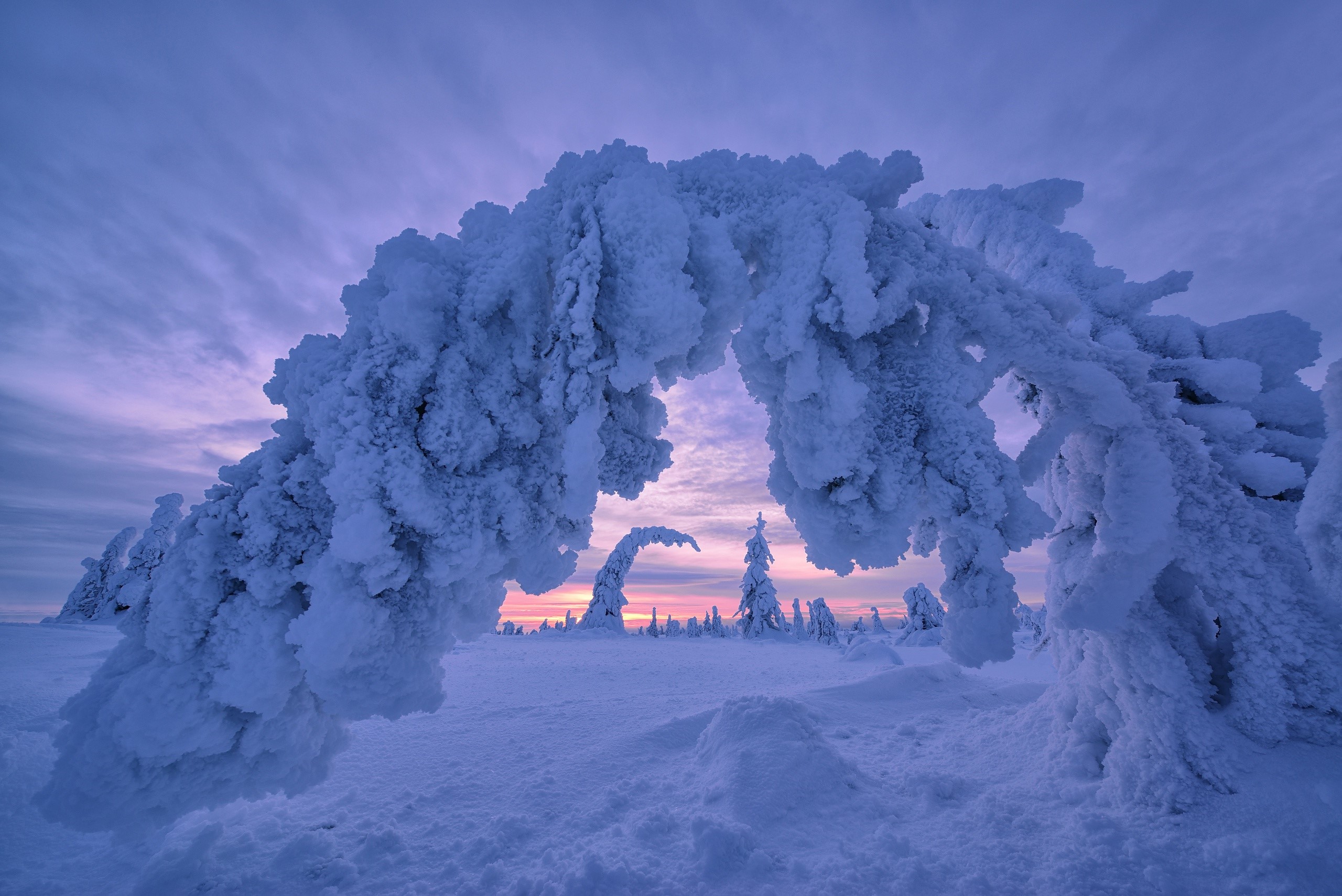 Snow-covered trees in a winter landscape at dusk HD Wallpaper