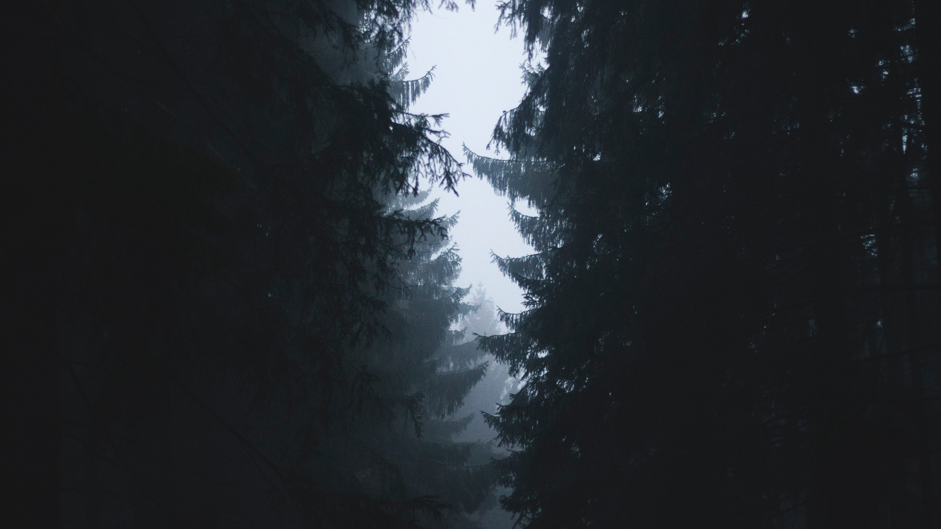 Misty forest with tall pine trees HD Wallpaper