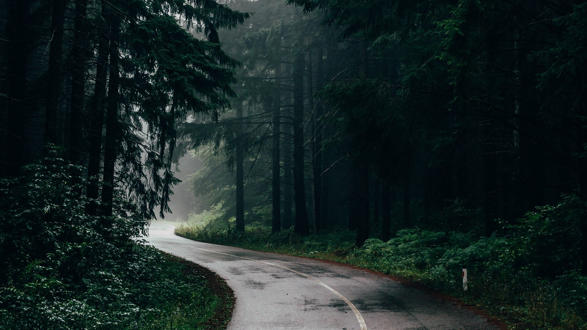 A winding road through a dark, misty forest HD Wallpaper