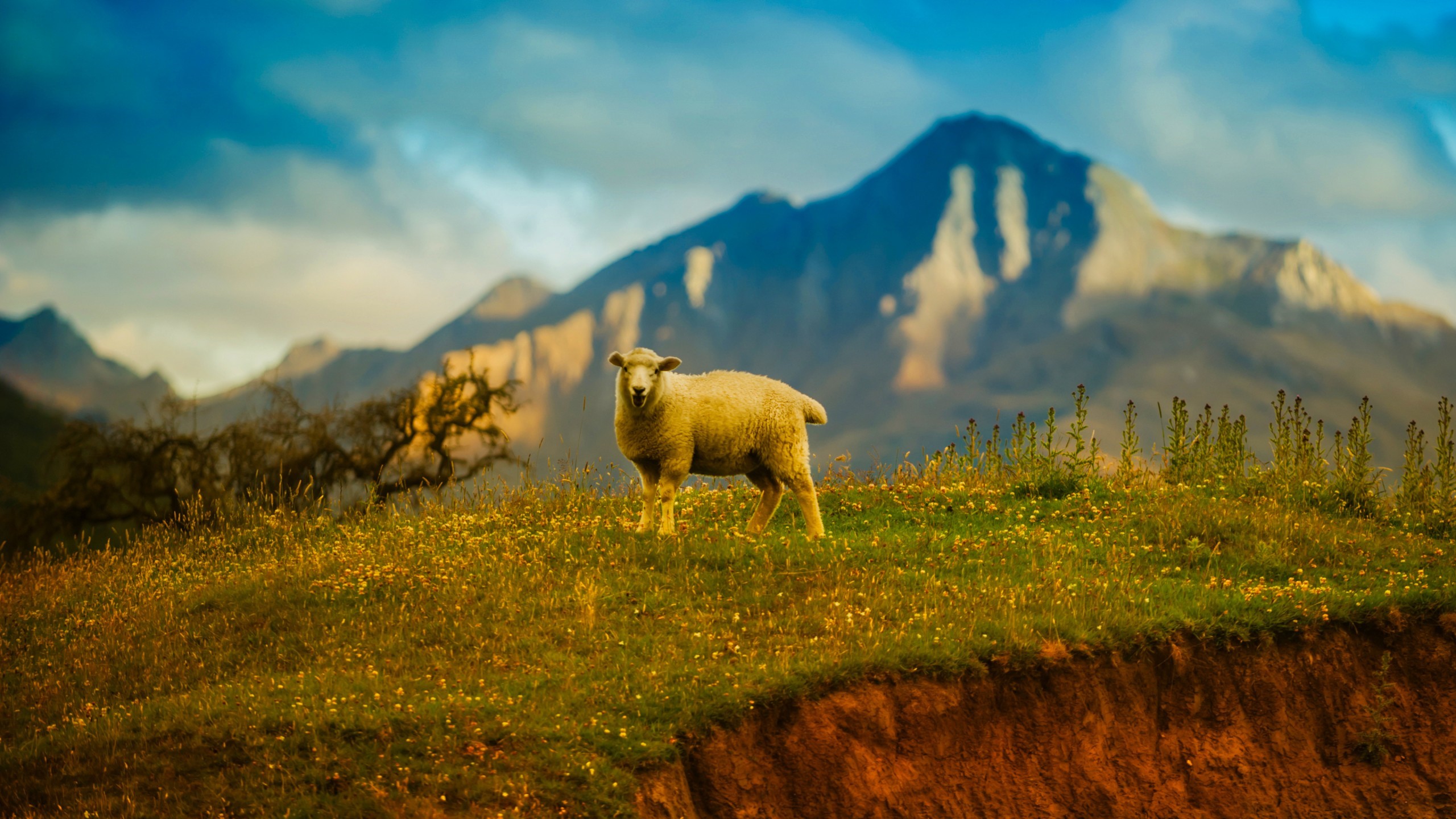 Sheep standing on a grassy hill with mountains in the background HD Wallpaper