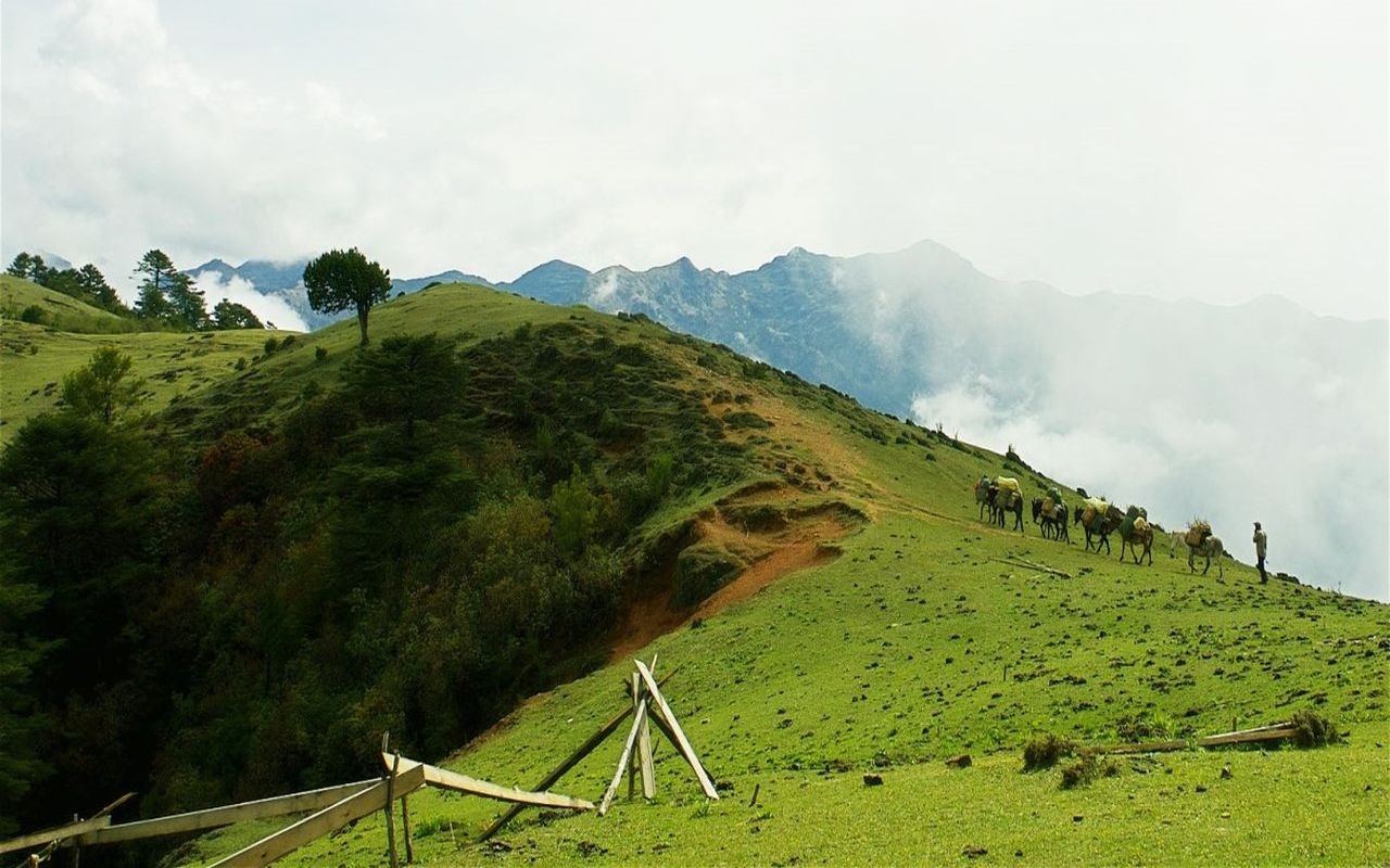 Pack animals and a person on a grassy mountain path HD Wallpaper