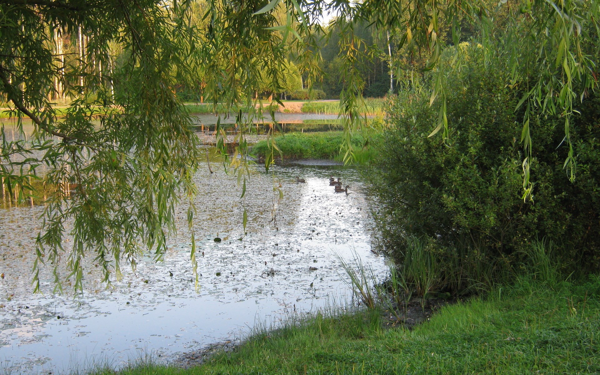 Ducks swimming in a pond with weeping willow branches HD Wallpaper