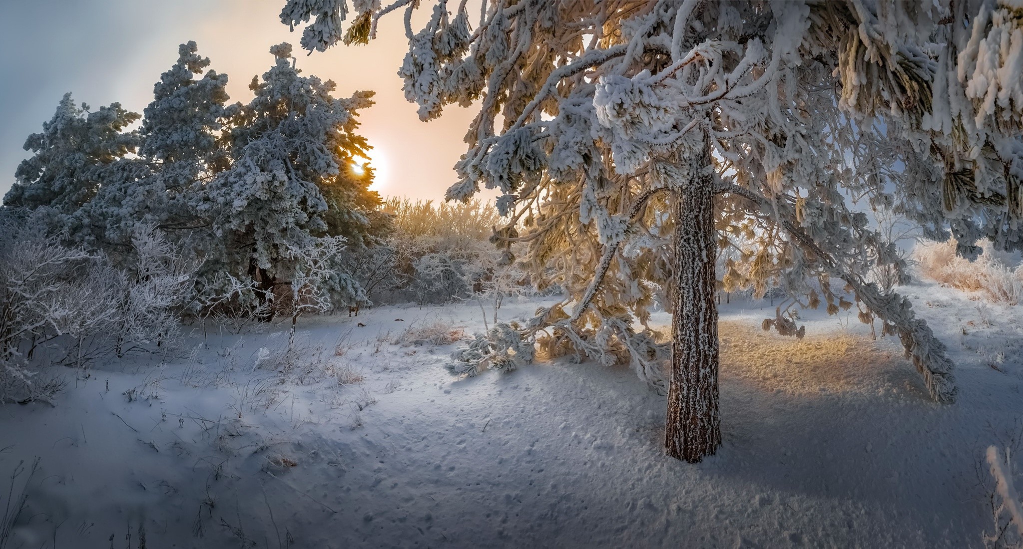 Winter forest with snow-covered pine trees and sunlight HD Wallpaper