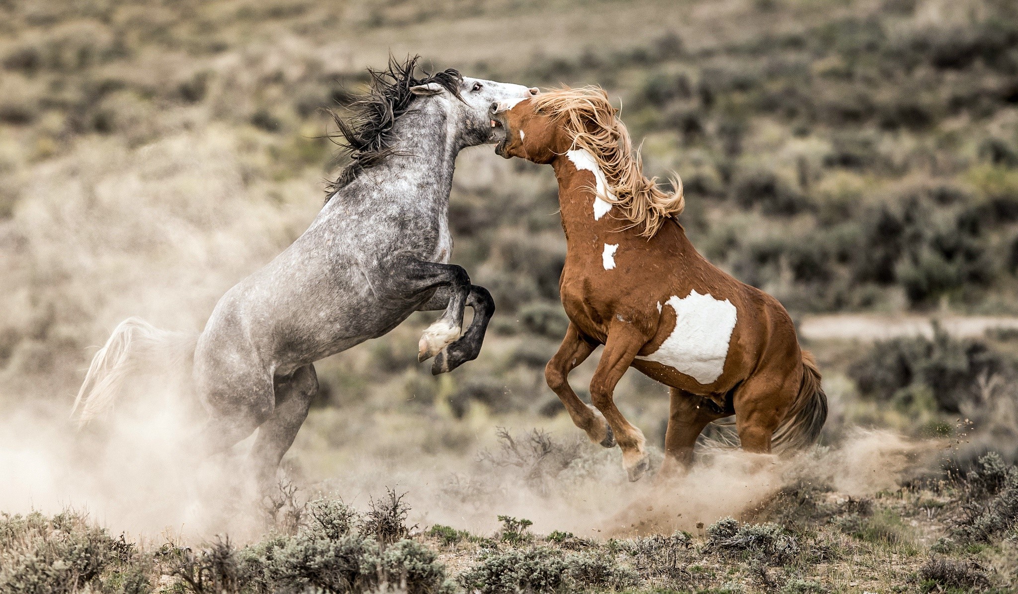 Two wild horses fighting in a dusty field HD Wallpaper