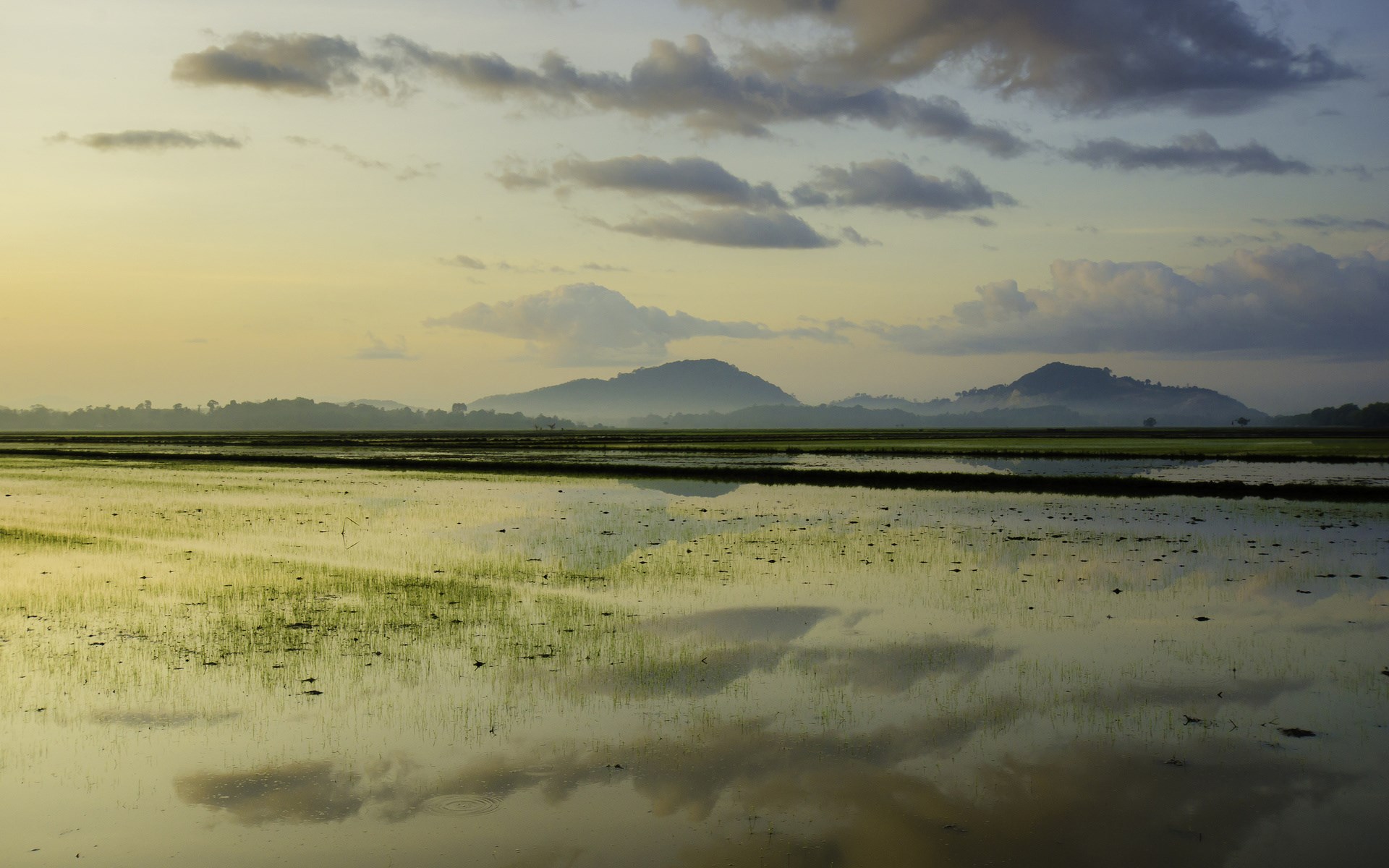 Flooded rice fields with mountains and clouds at sunrise HD Wallpaper