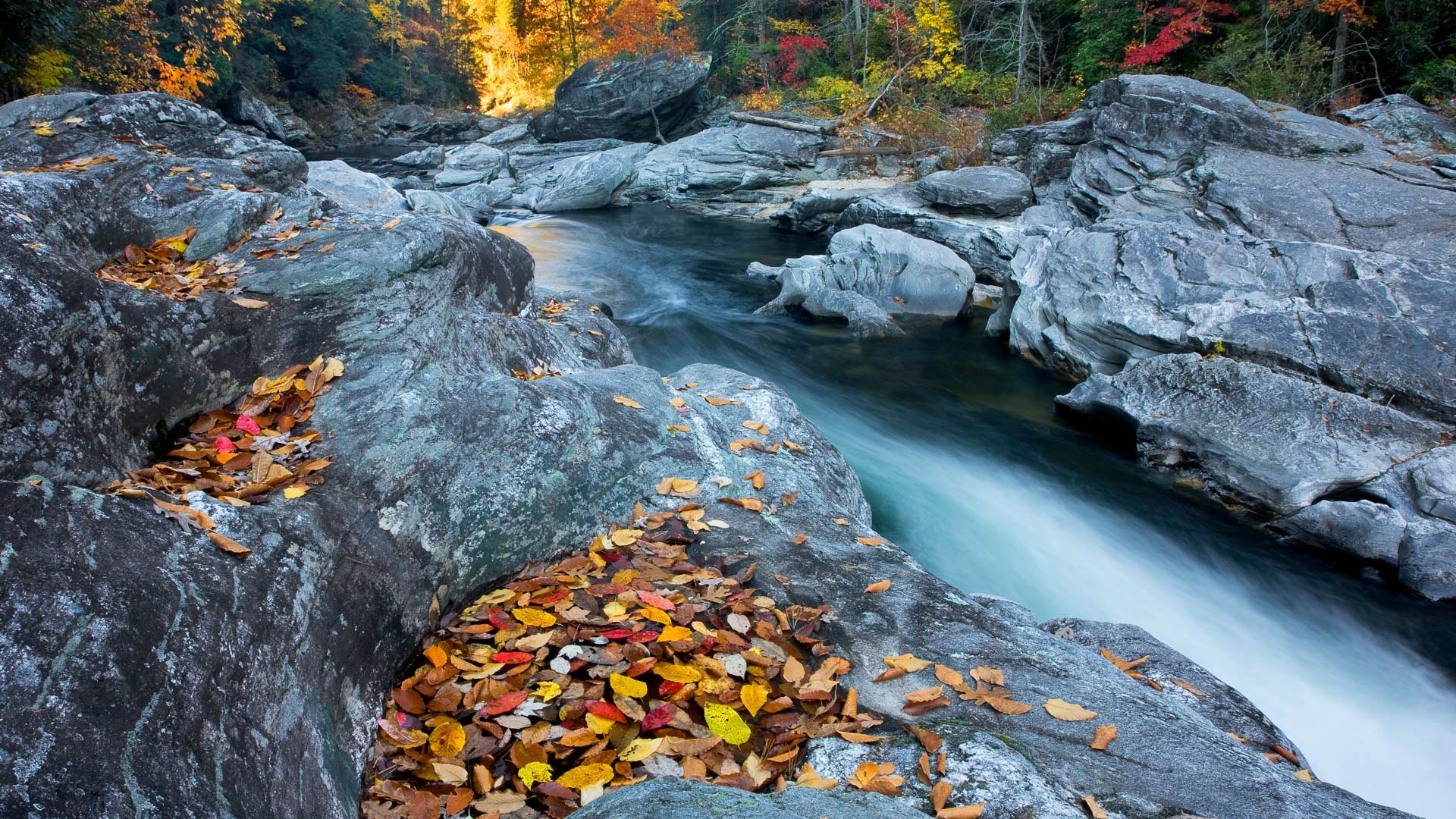 River flowing through rocks with autumn leaves HD Wallpaper