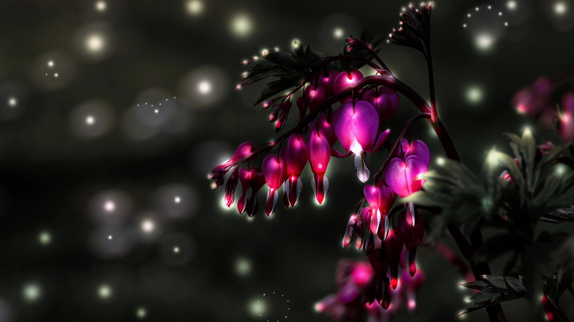 Bleeding Hearts flowers with glowing lights HD Wallpaper