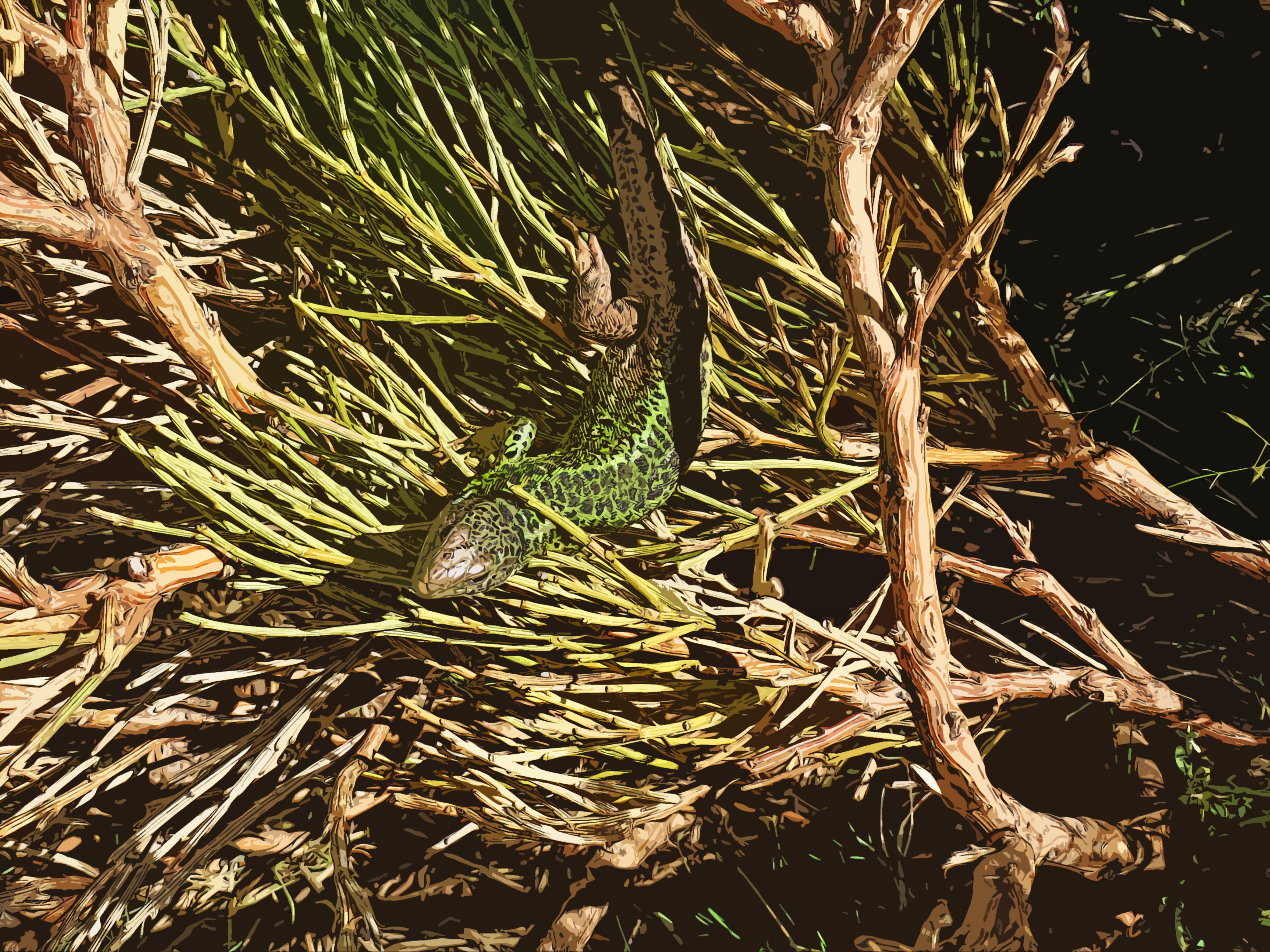 Green lizard on branches and grass HD Wallpaper