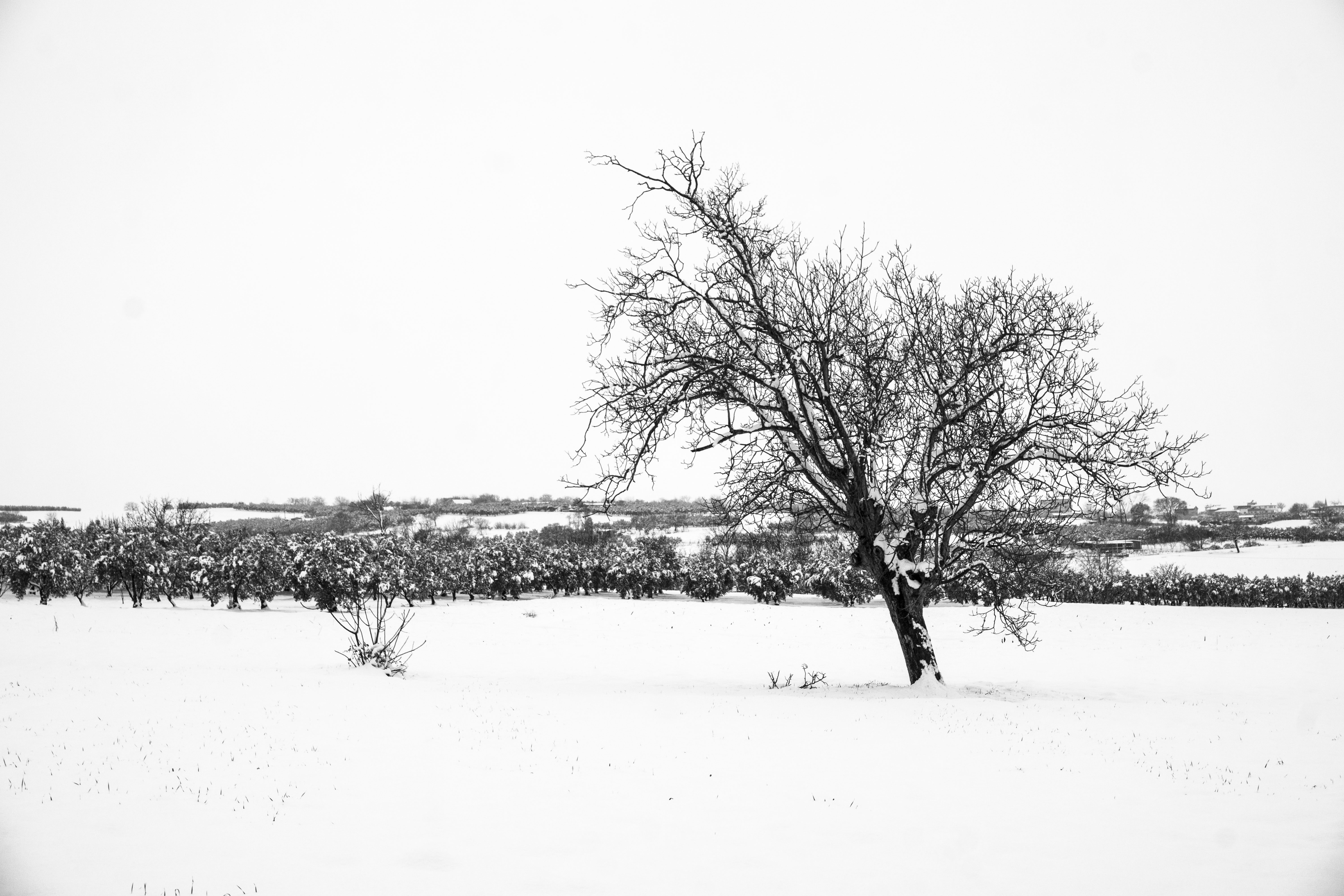 Minimalist winter landscape with a lone tree HD Wallpaper