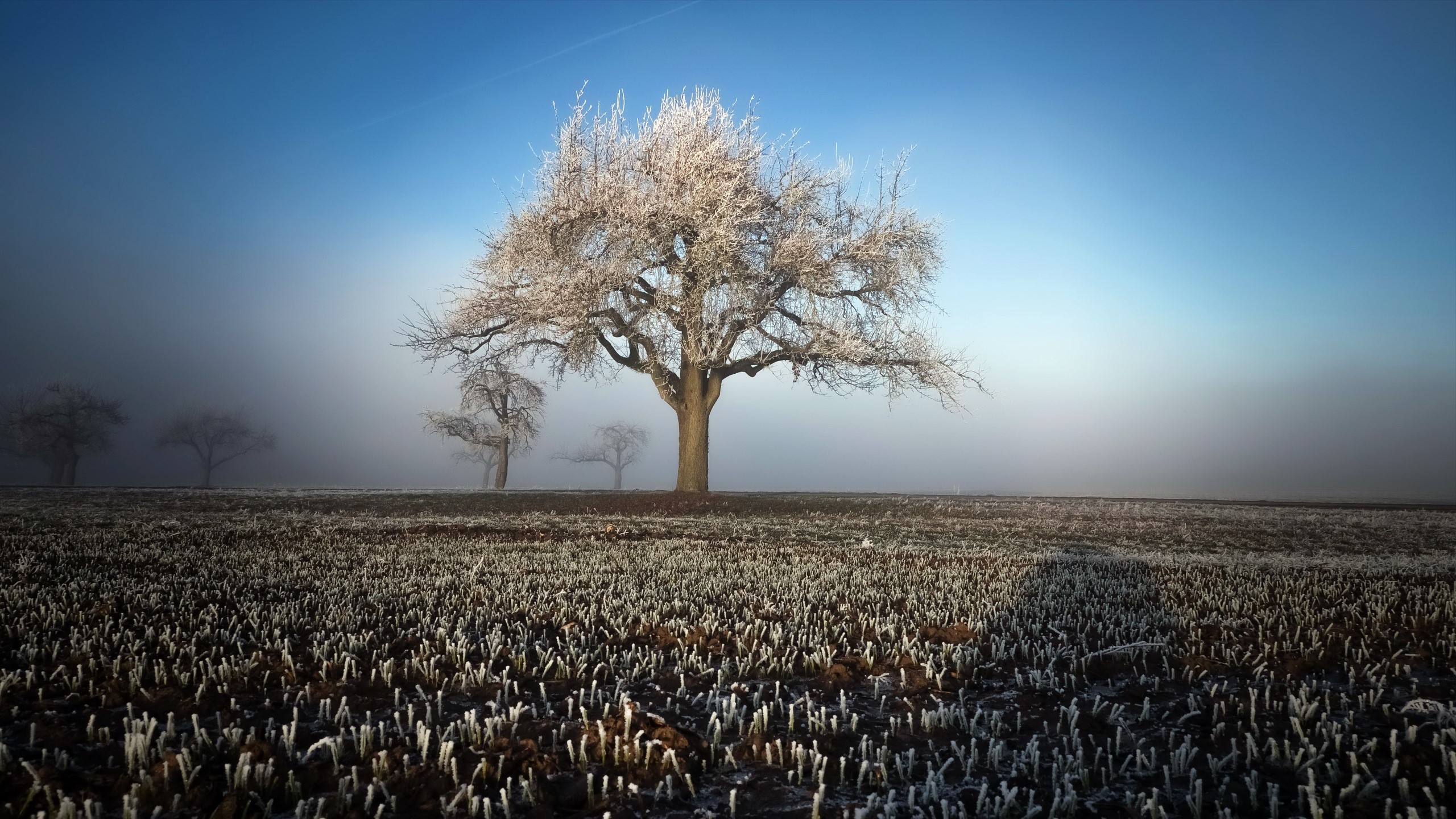 Winter field with frosted trees and fog HD Wallpaper