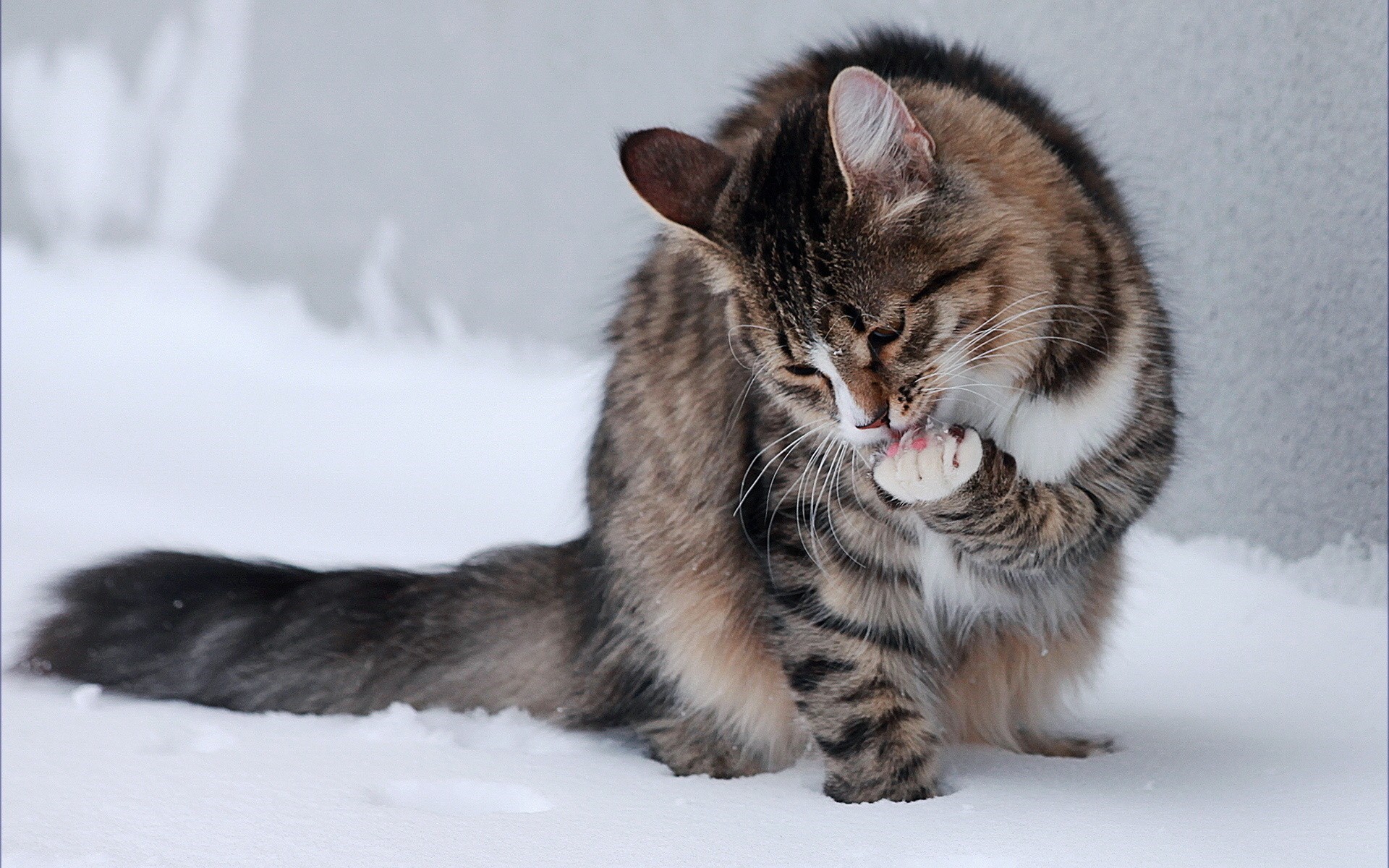 Tabby cat grooming in the snow HD Wallpaper