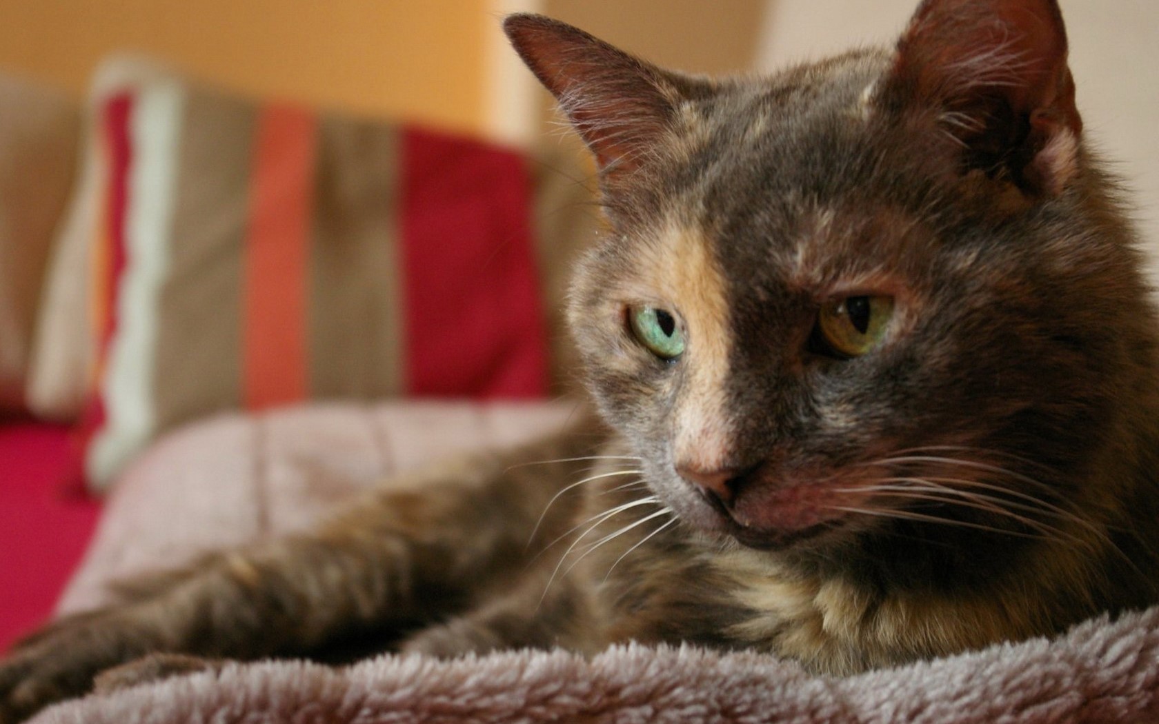 A tortoiseshell cat rests on a blanket indoors HD Wallpaper