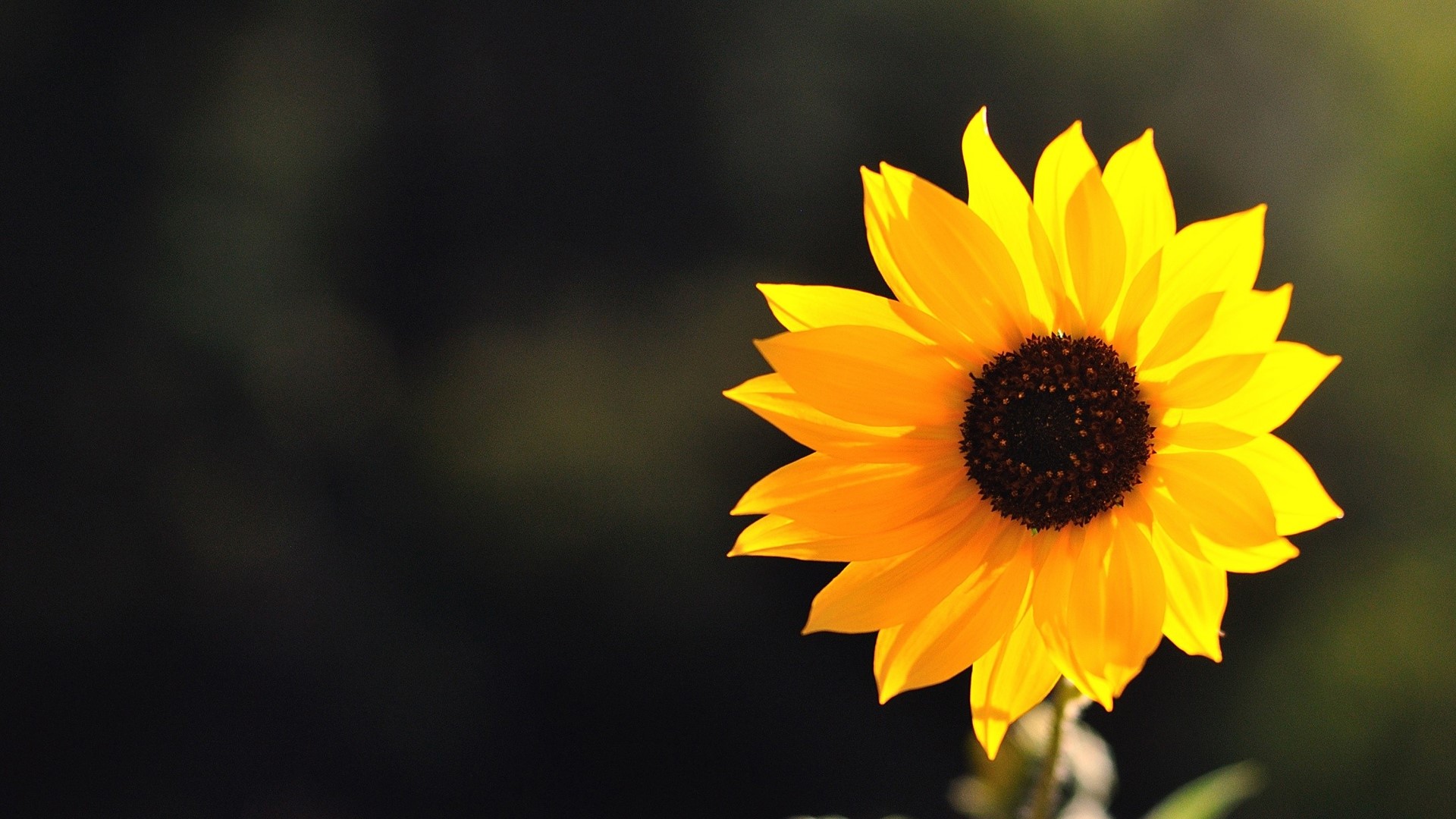 A single yellow sunflower against a dark background HD Wallpaper