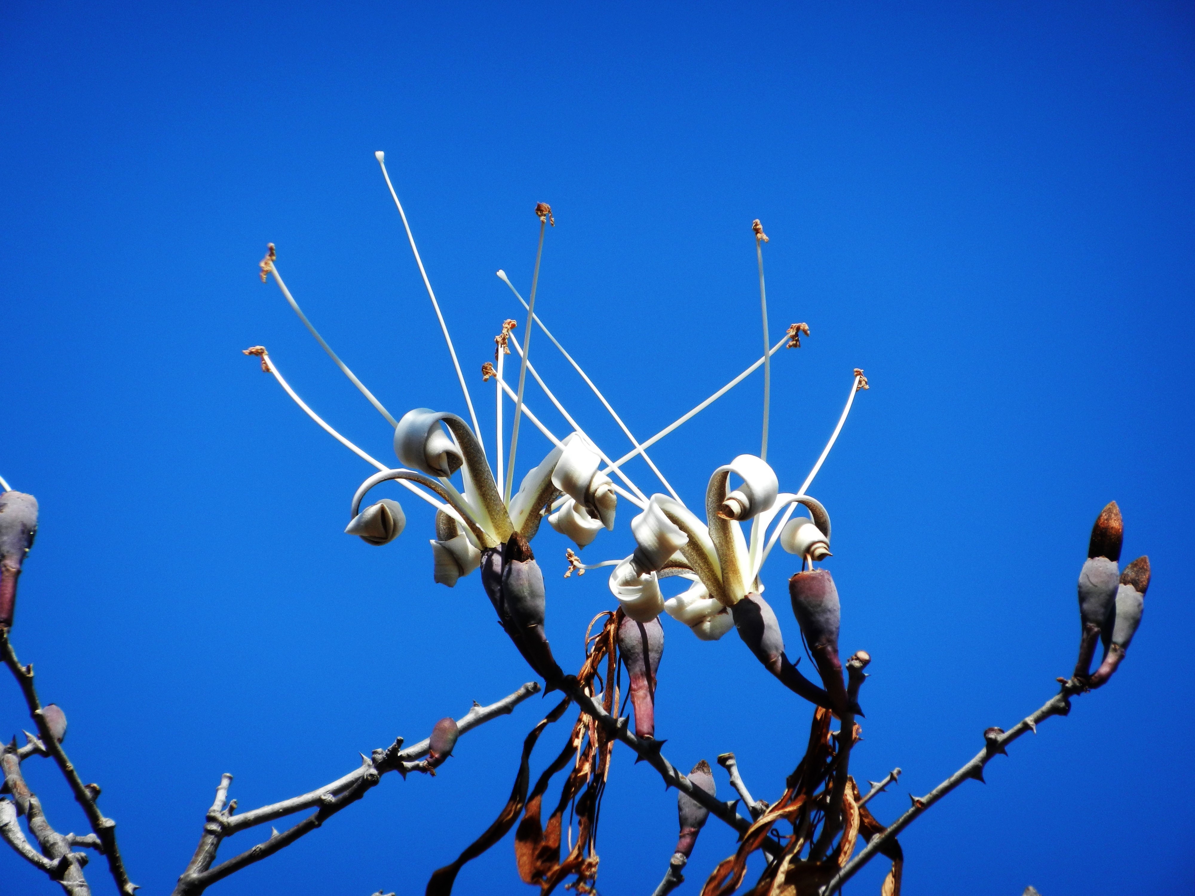 Flowers against a clear blue sky HD Wallpaper
