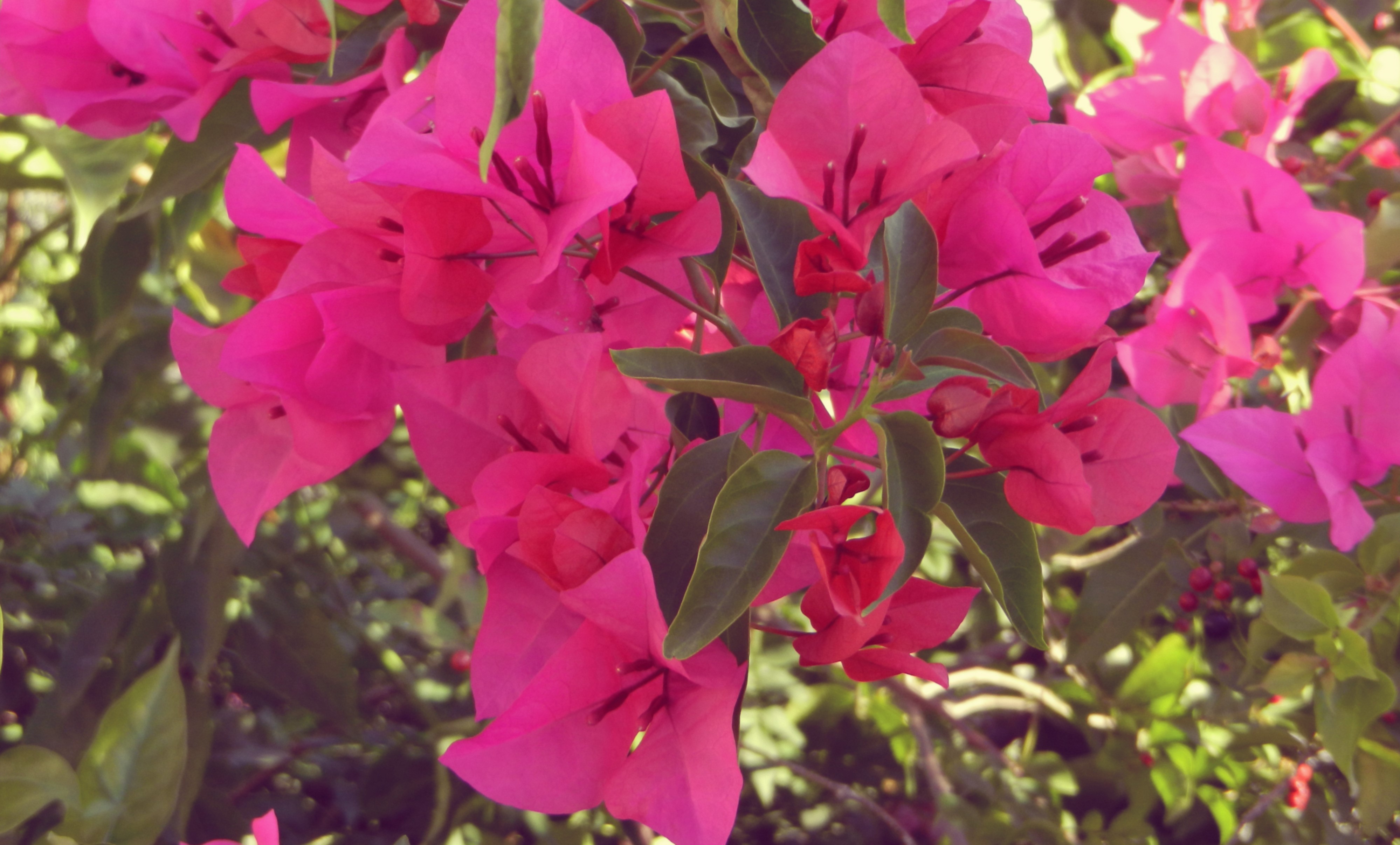 4K Pink Bougainvillea Flowers Outdoors HD Wallpaper